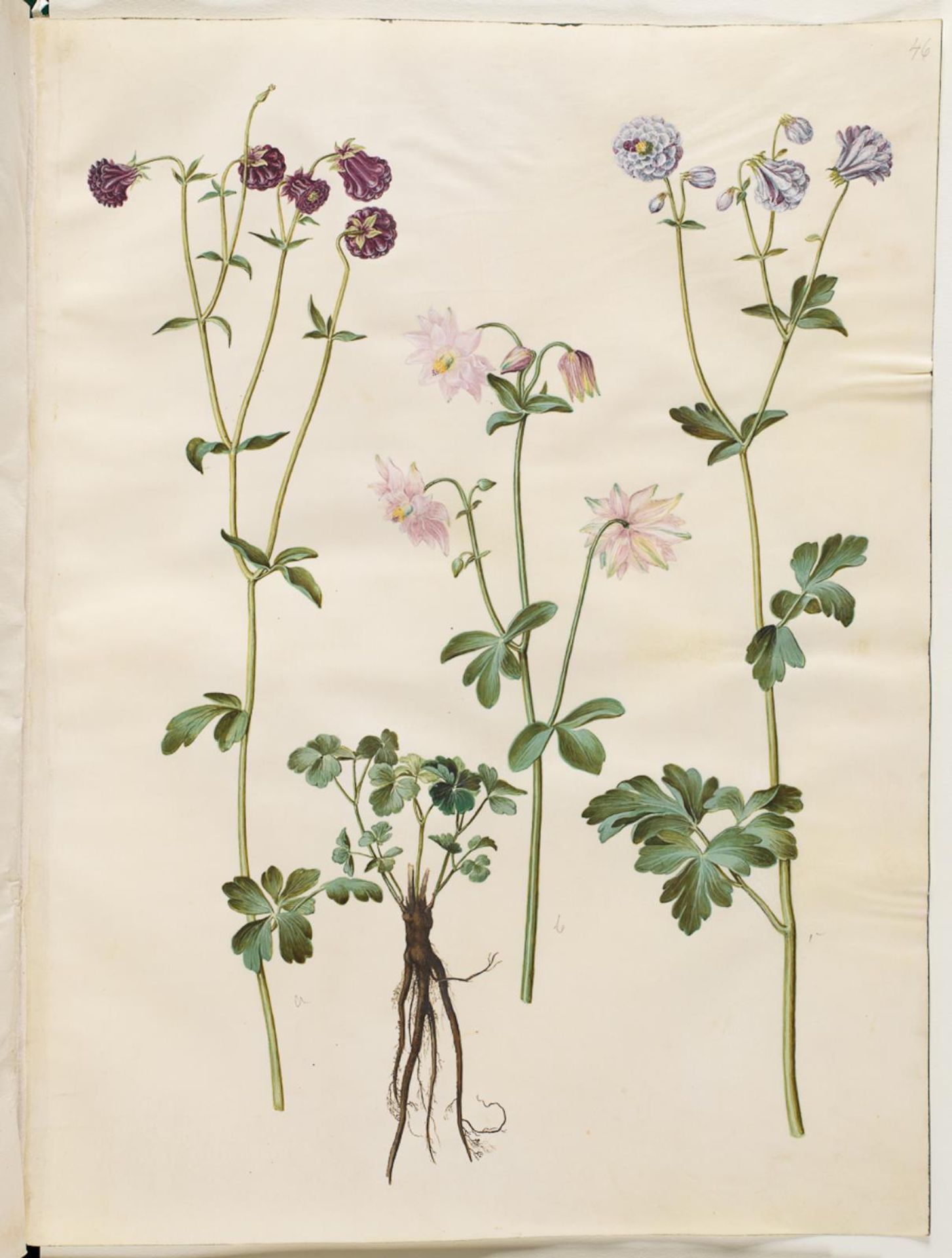 Aquilegia vulgaris (almindelig akeleje) by Hans Simon Holtzbecker
