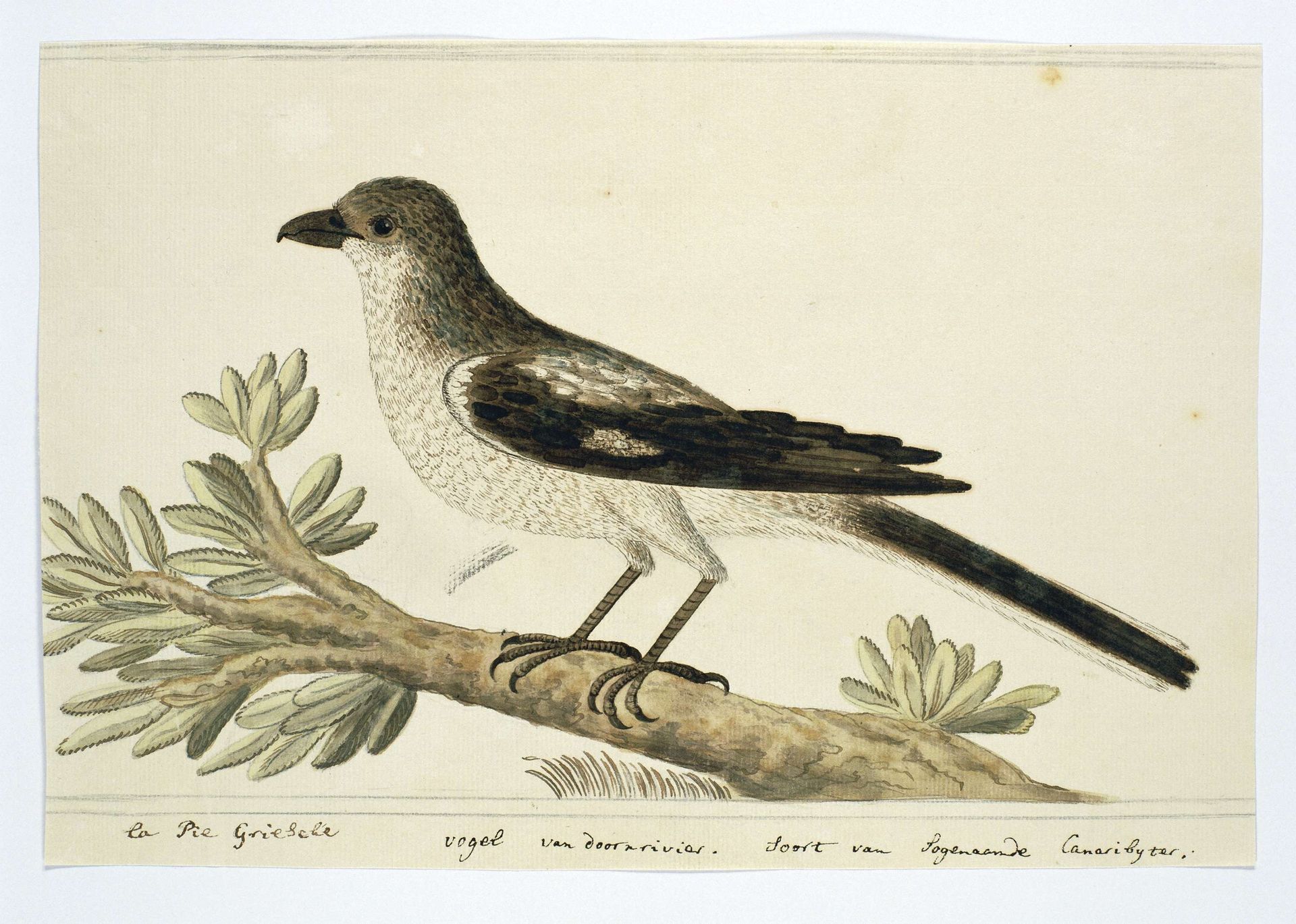 Lanius collaris (Southern fiscal or Fiscal shrike) by Robert Jacob Gordon