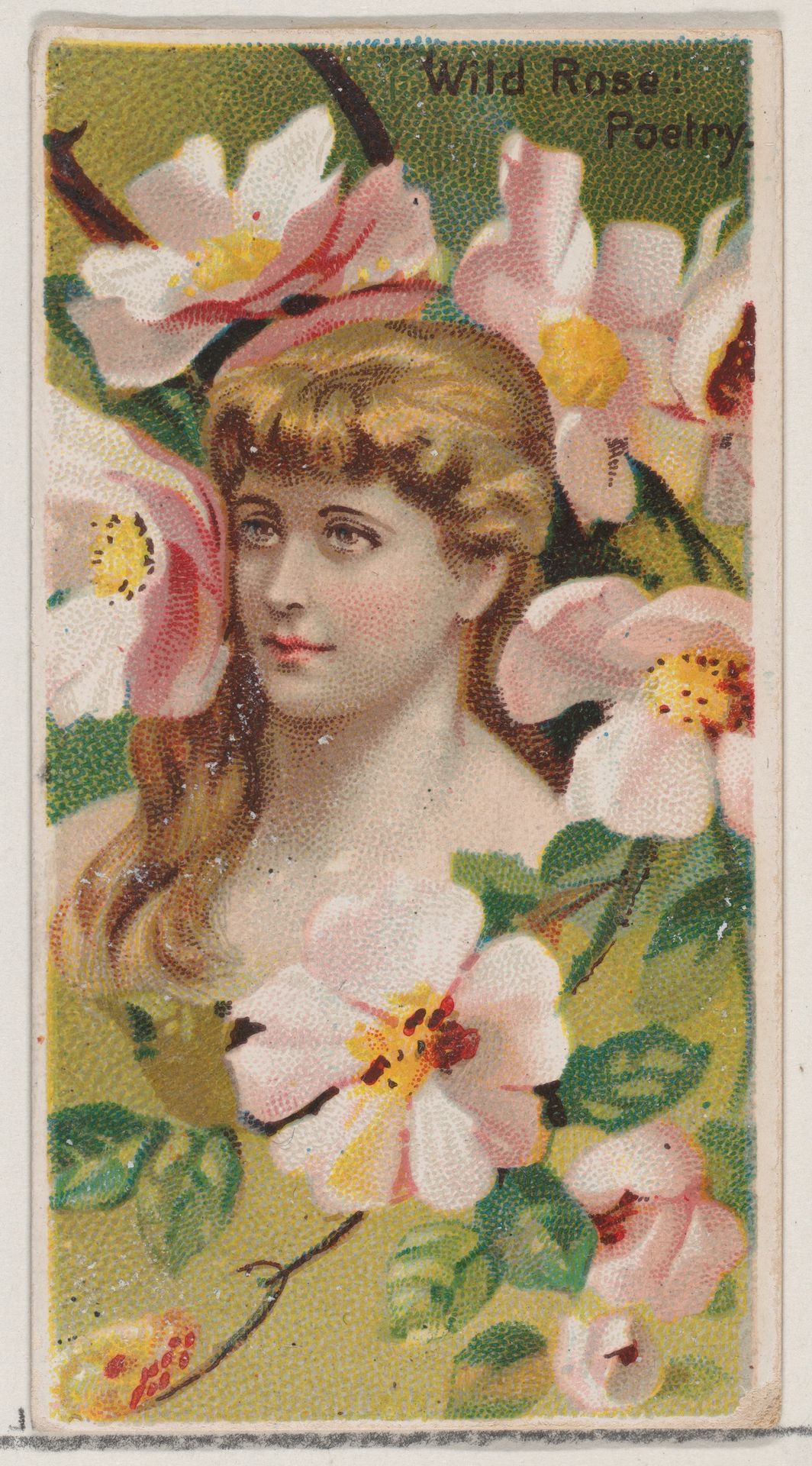 Wild Rose: Poetry, from the series Floral Beauties and Language of Flowers (N75) for Duke brand cigarettes by American Tobacco Company