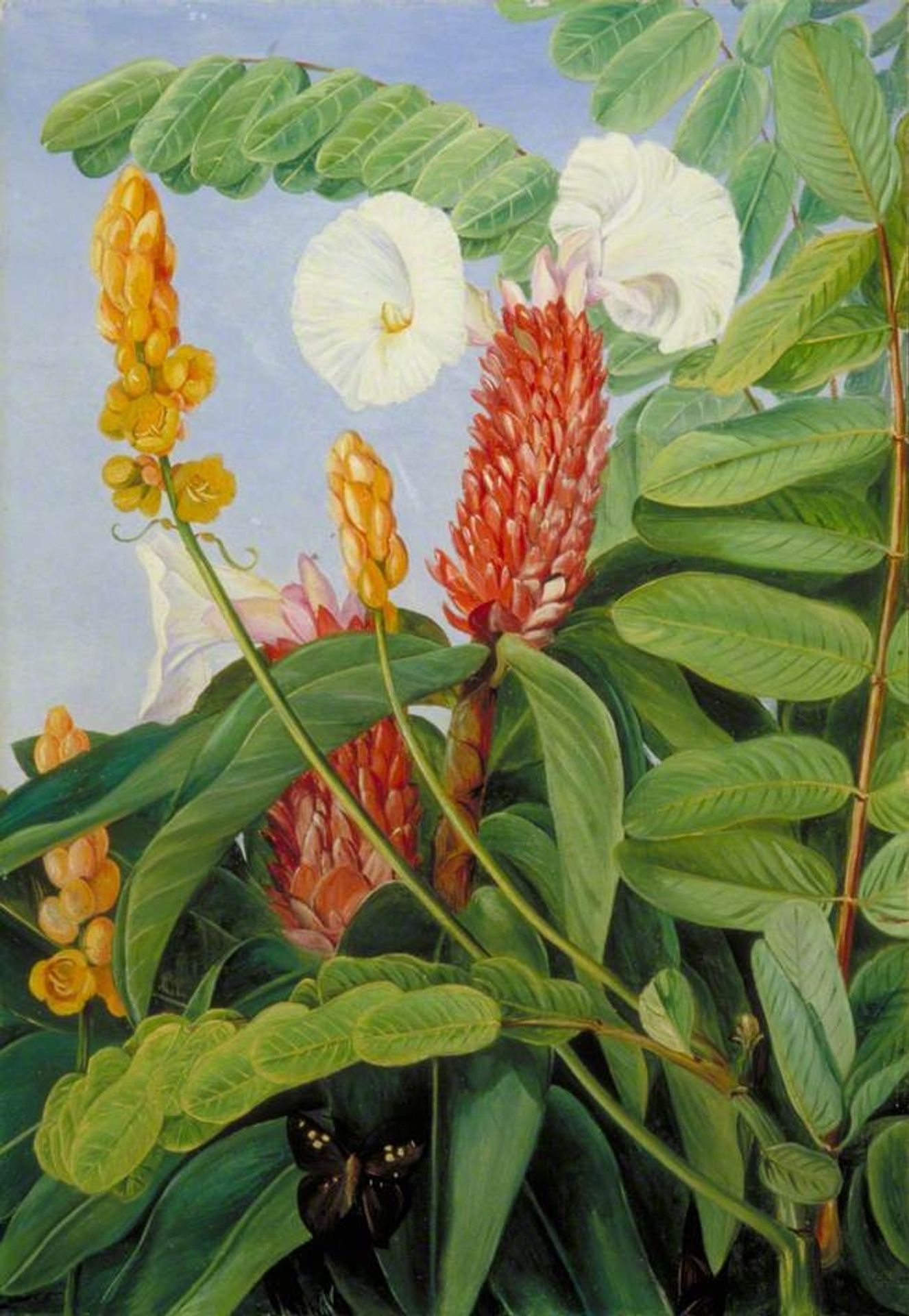 Two Swamp Plants of Java in Flower by Marianne North
