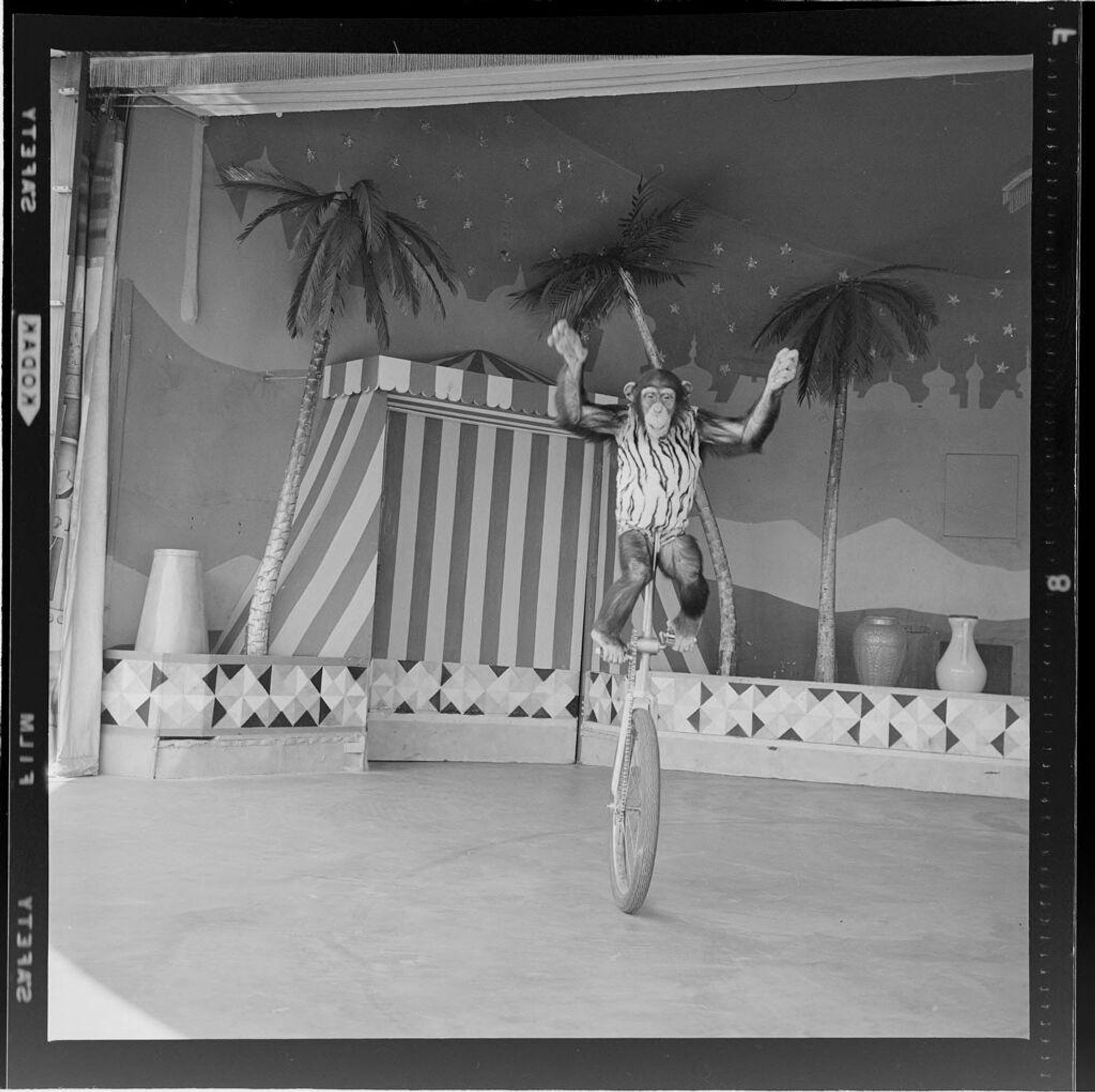 Untitled (chimp performing tricks on unicycle) by Jack Gould