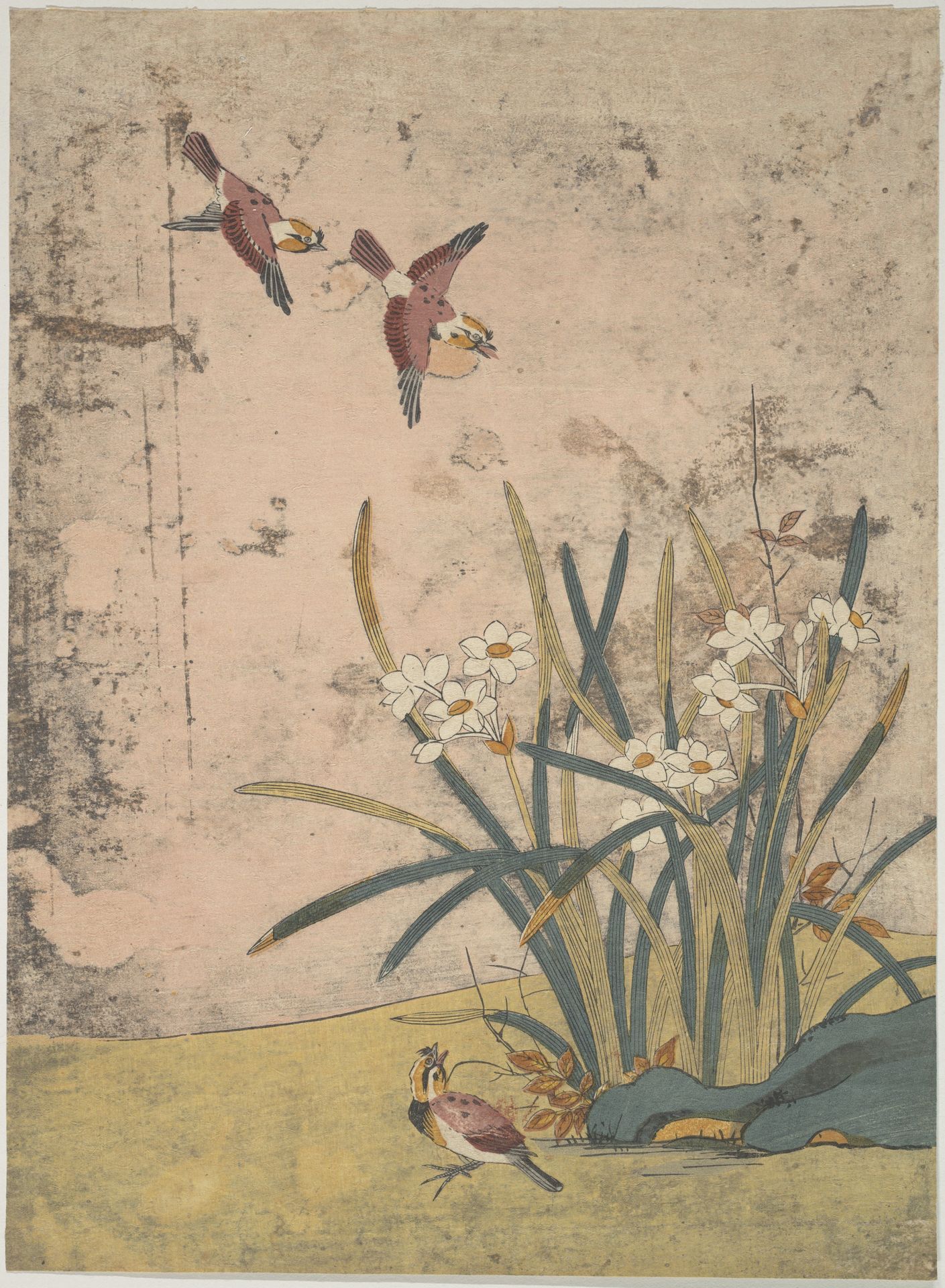 Birds and Narcissus by Suzuki Harunobu 鈴木春信