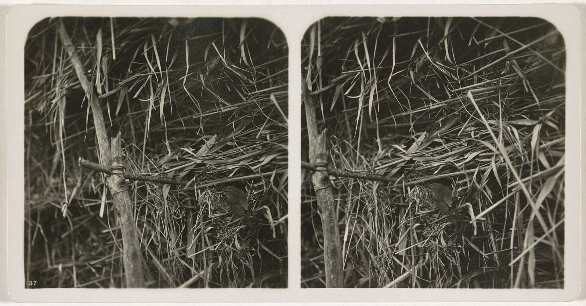 Winterkoninkje bij nest by Adolphe Burdet
