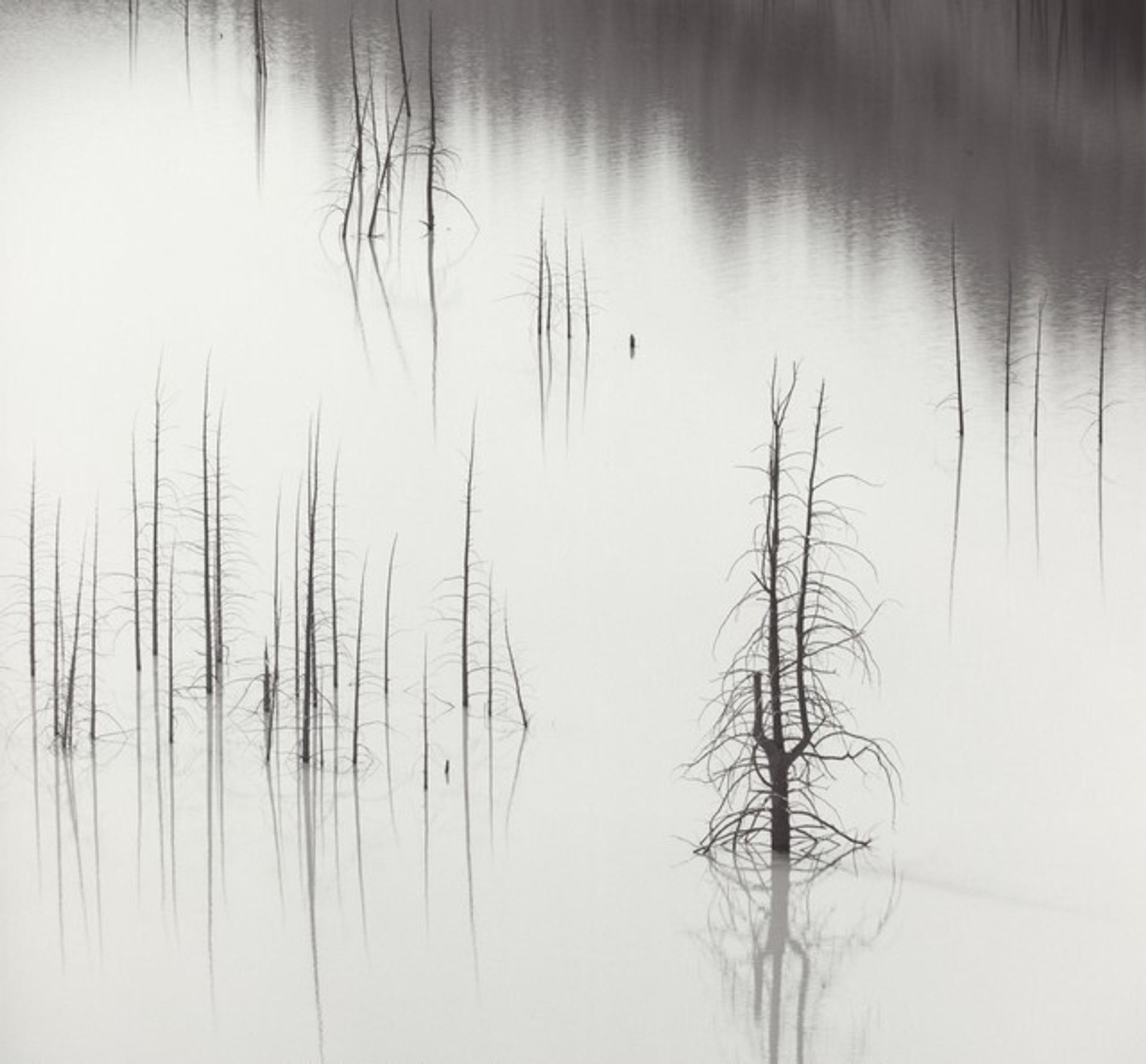 Trees, Slide Lake,  Grand Teton National Park, Wyoming by Ansel Adams