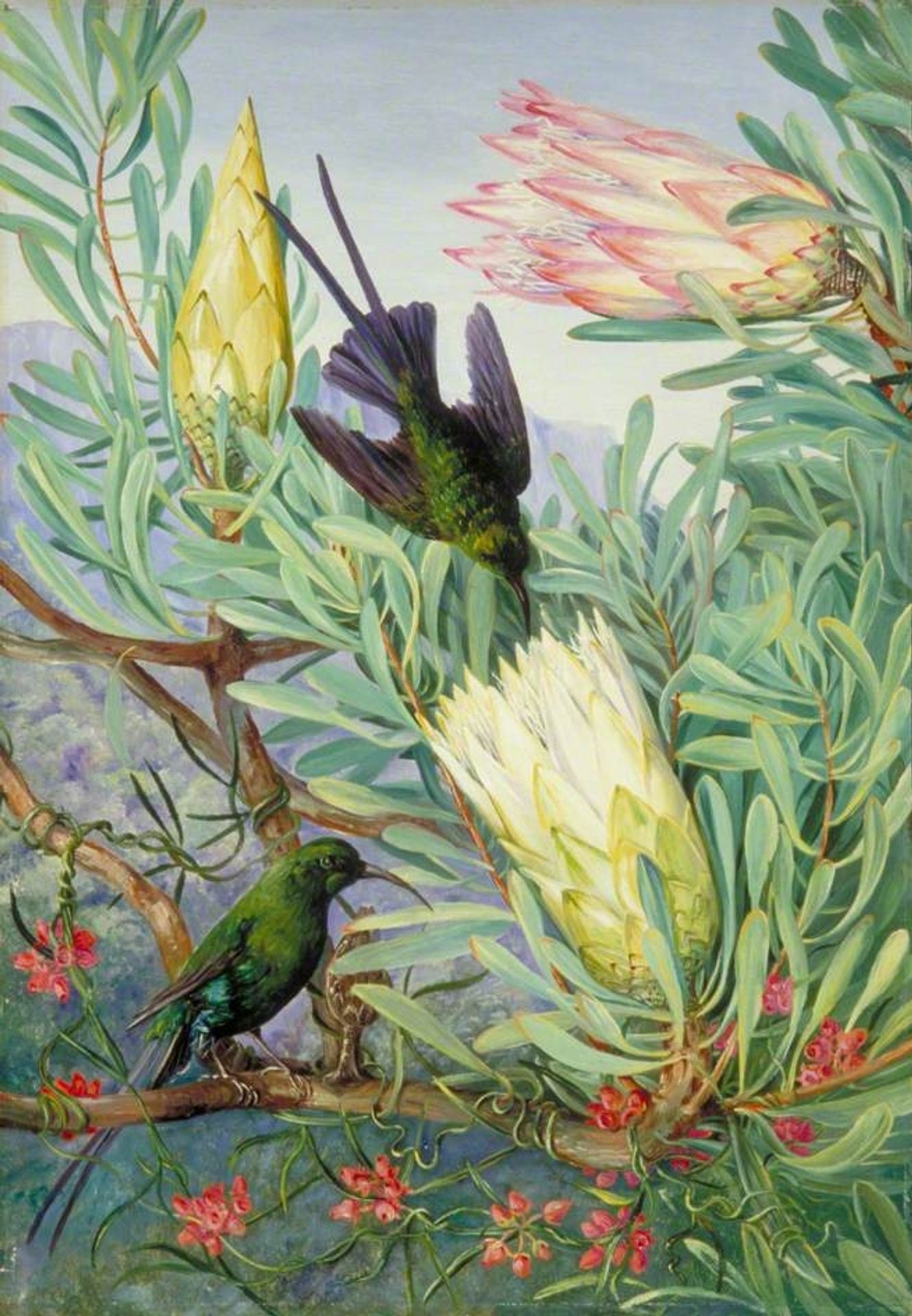 Honeyflowers and Honeysuckers, South Africa by Marianne North