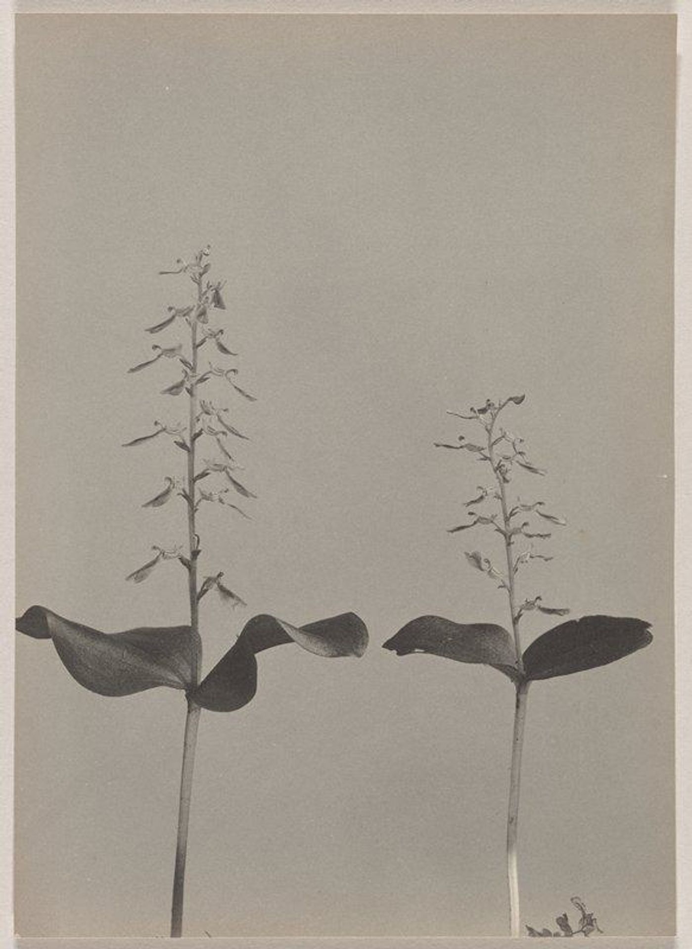 Listera convallarioides- Broad-leaved Twayblade by Edwin Hale Lincoln