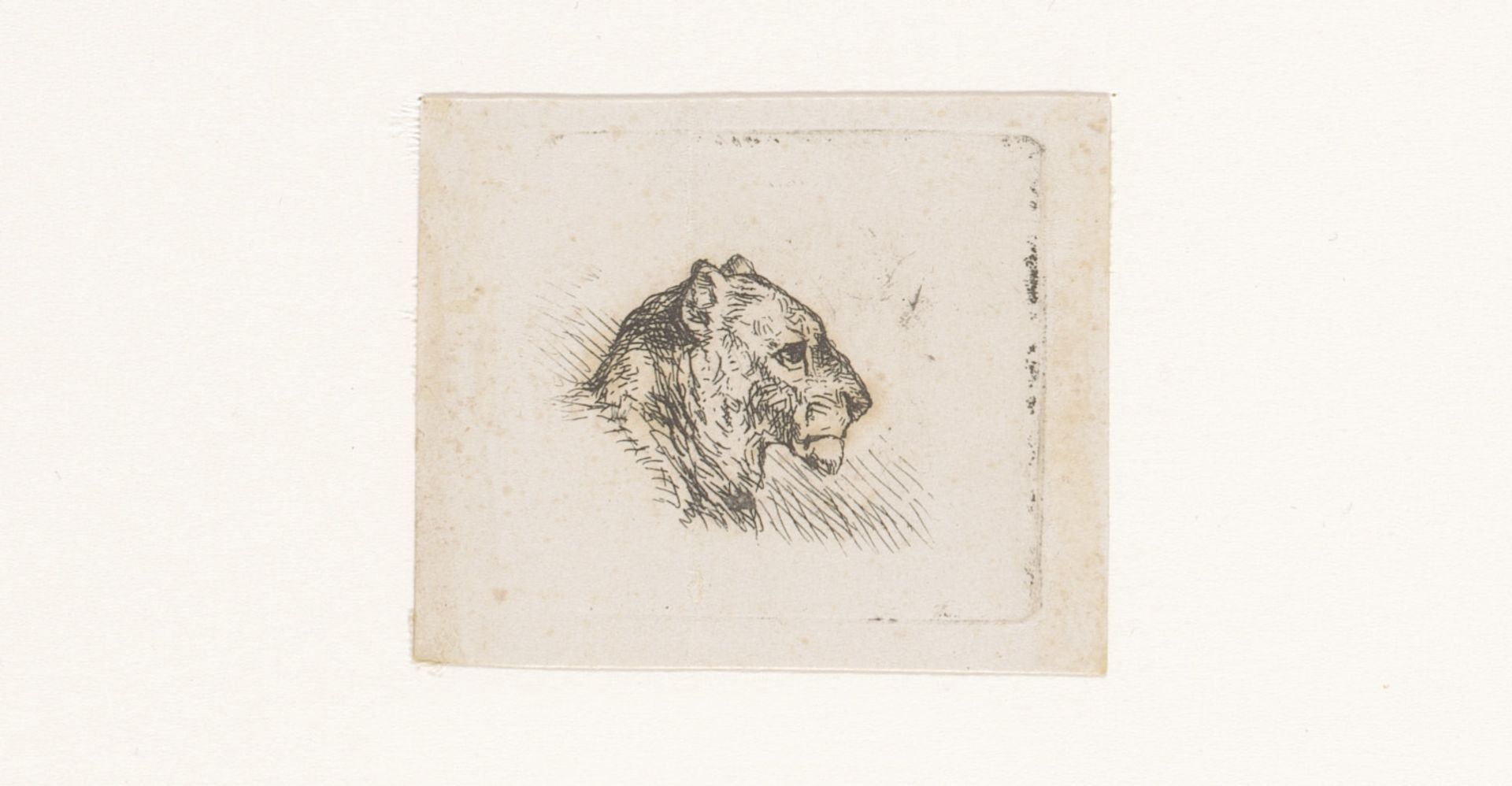 Kop van een katachtige by Eugène Verboeckhoven