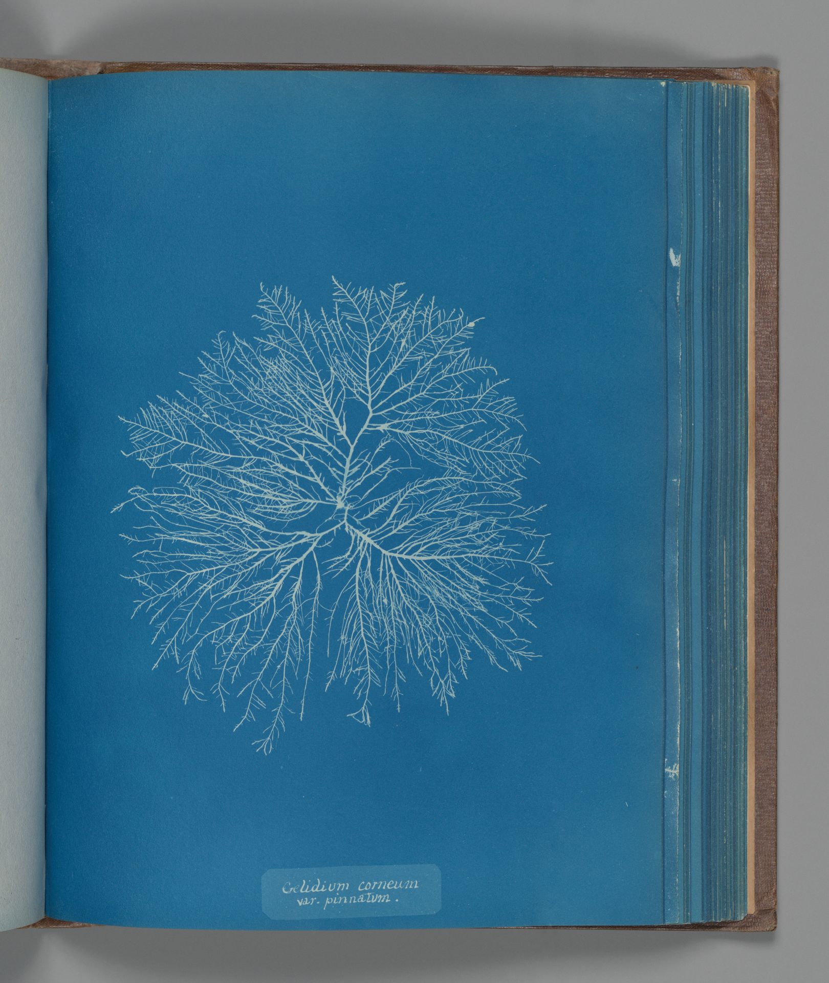 Gelidium corneum, var. pinnatum by Anna Atkins