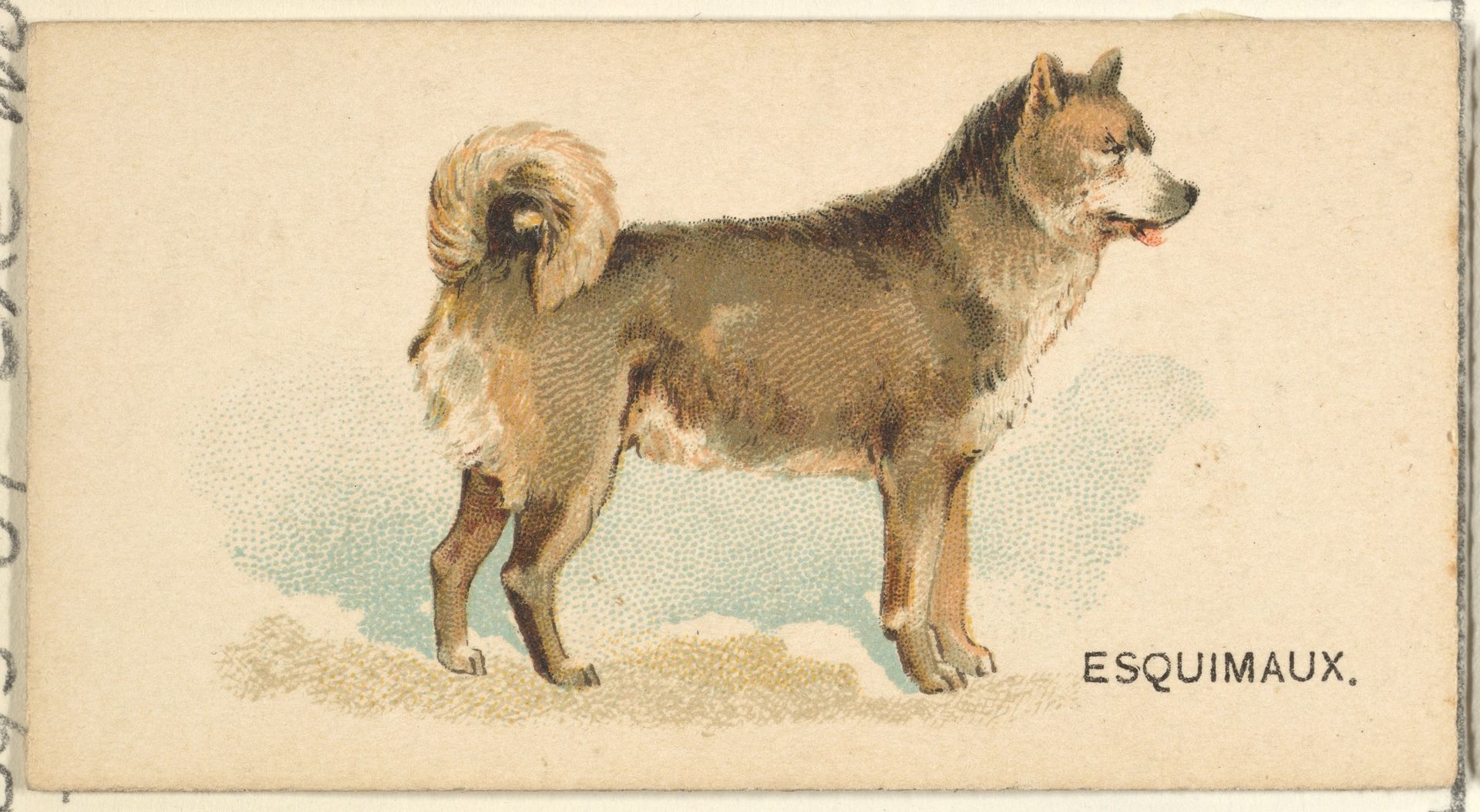 Esquimaux Husky, from the Dogs of the World series for Old Judge Cigarettes by Goodwin & Company