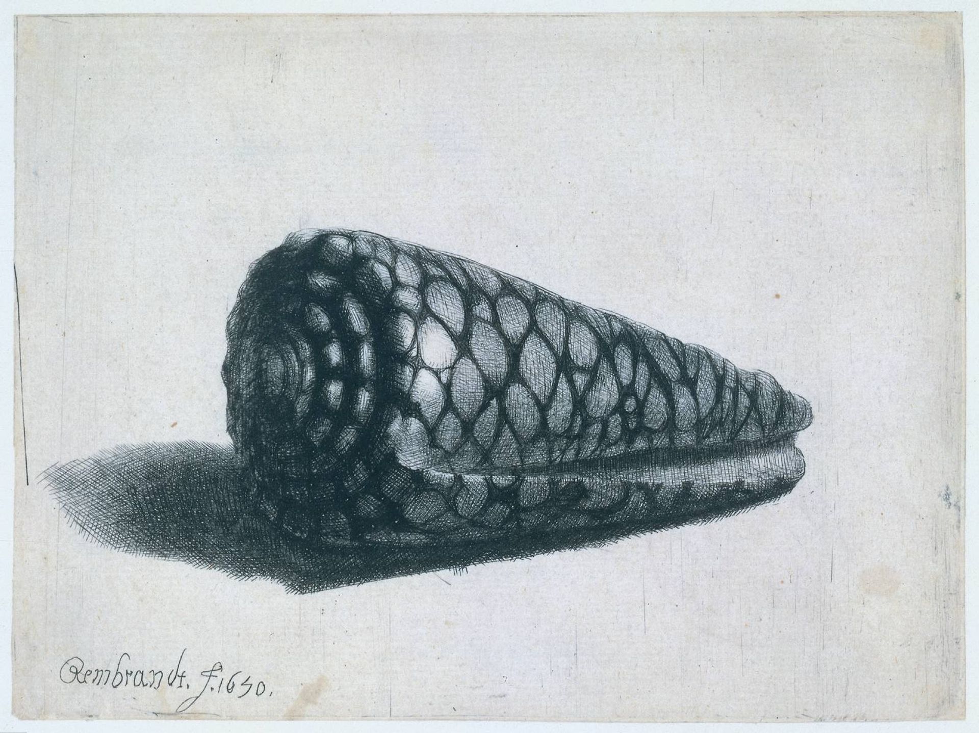 The Shell (Conus marmoreus) by Rembrandt van Rijn