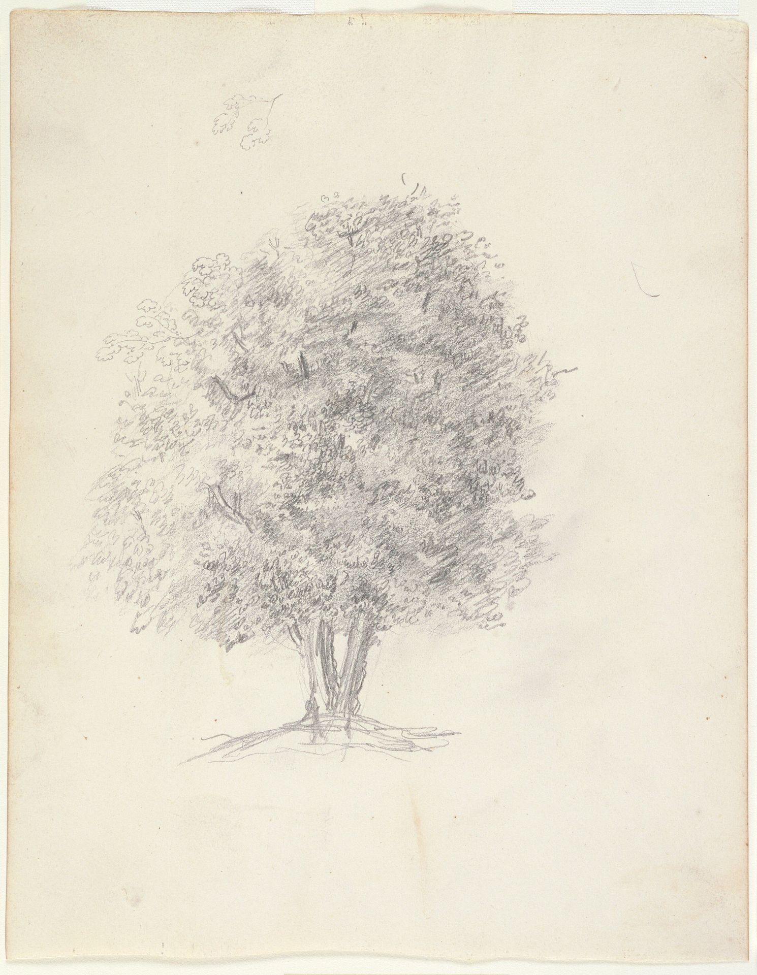 Tree Study by Theodore Rousseau