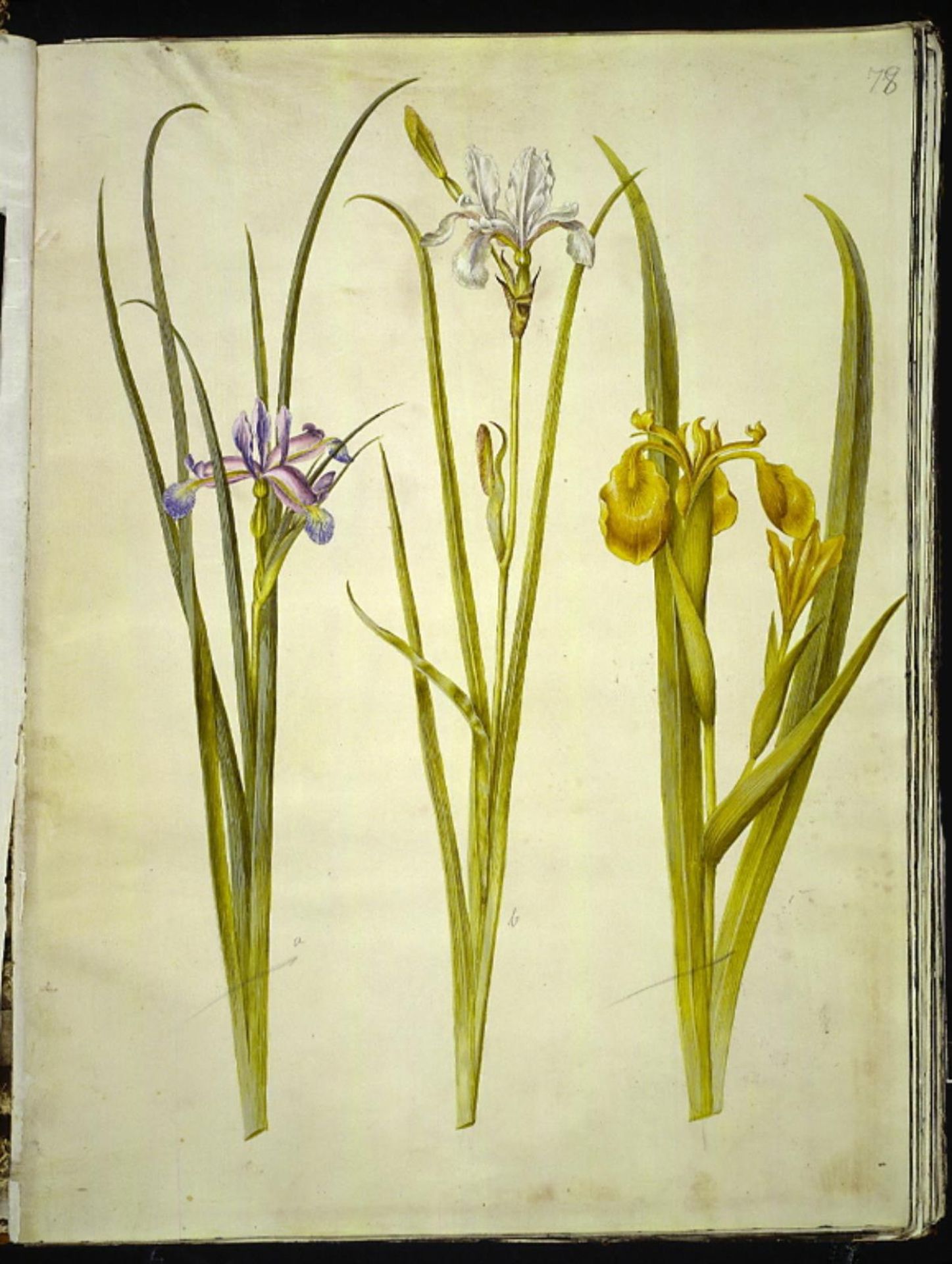 Iris graminea (græsbladet iris); Iris sibirica (sibirisk iris); Iris pseudacorus (gul iris) by Hans Simon Holtzbecker