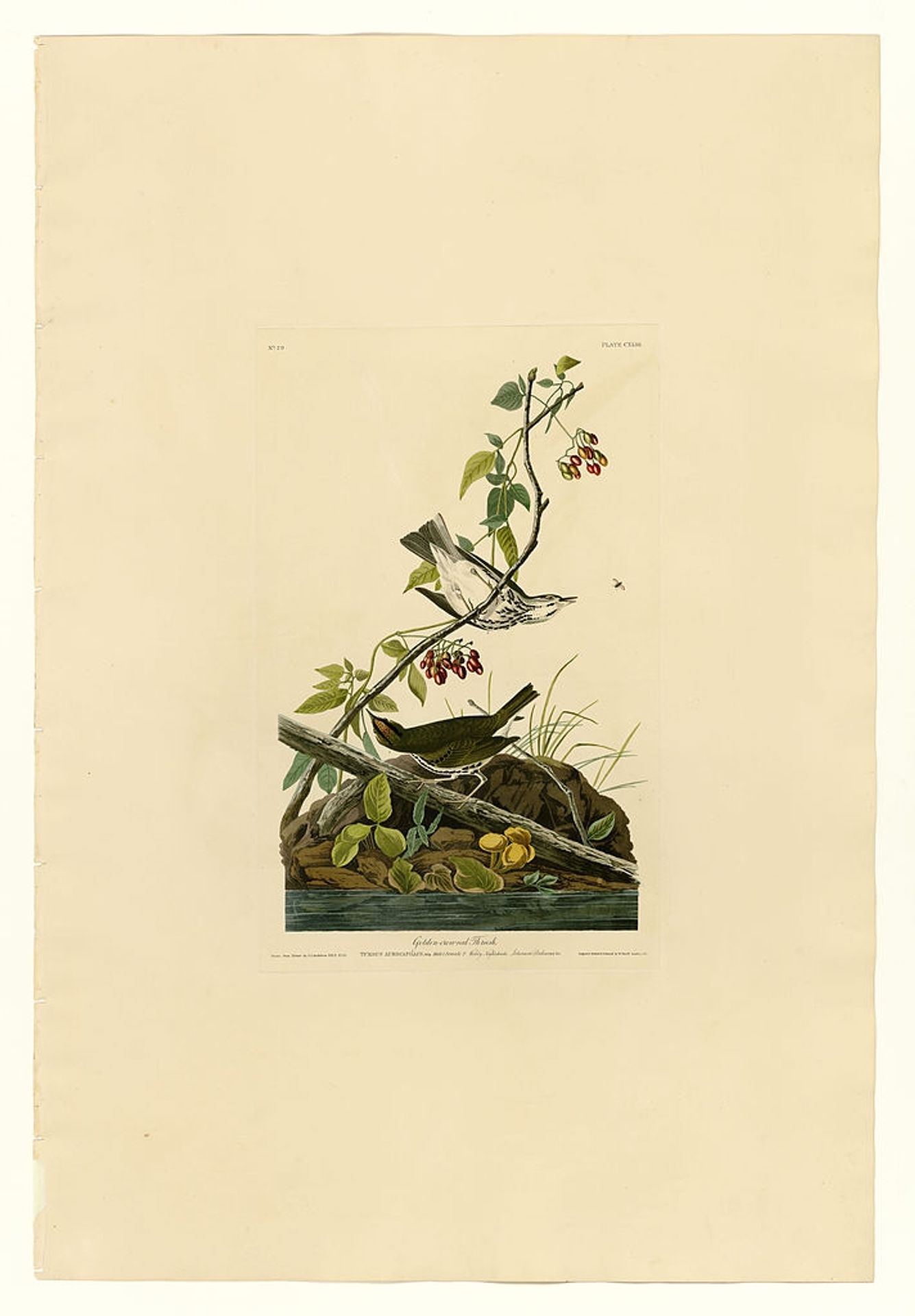 Plate 143 Golden-crowned Thrush by John James Audubon