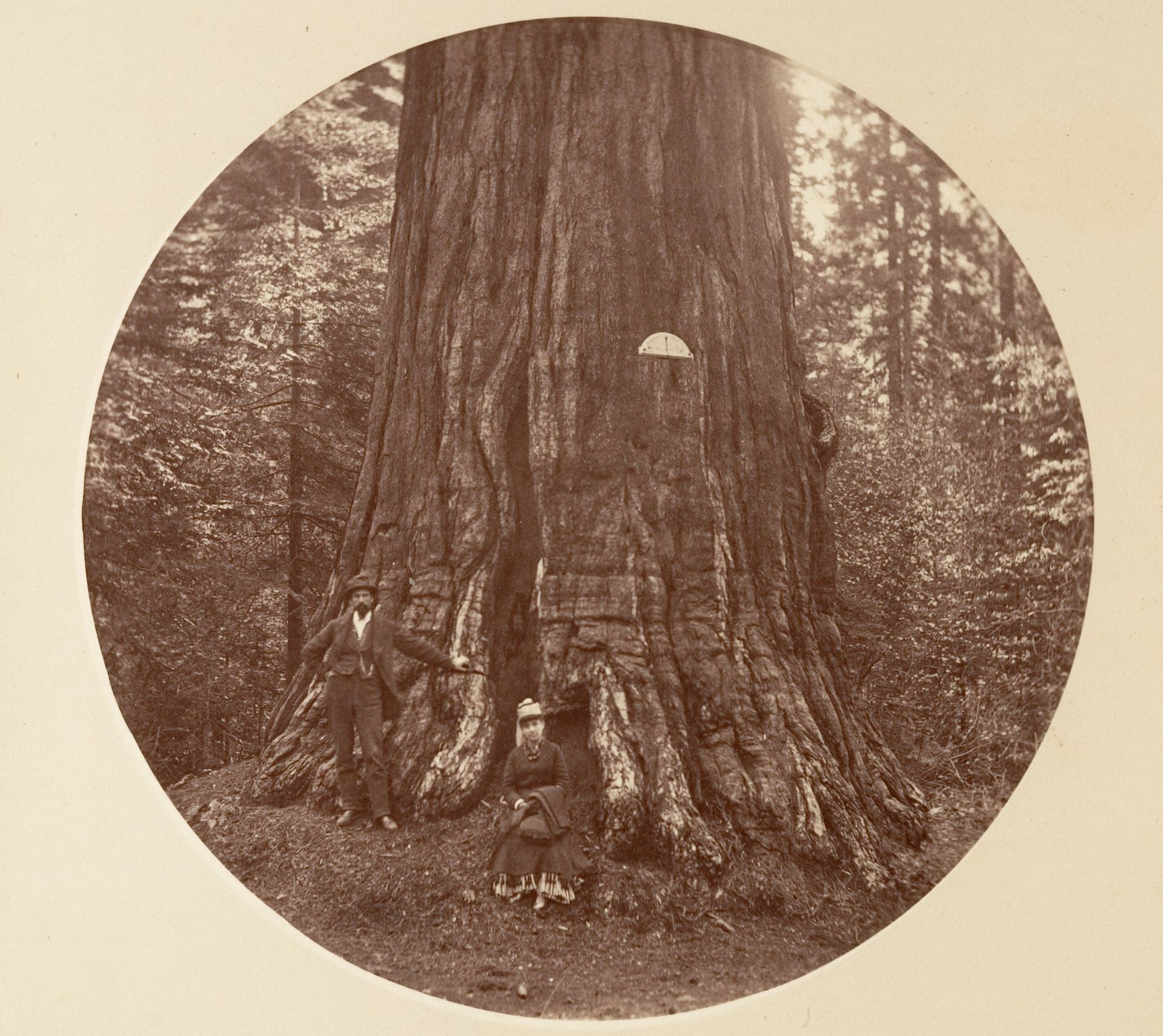 The Empire State -  C. Grove by Carleton E. Watkins