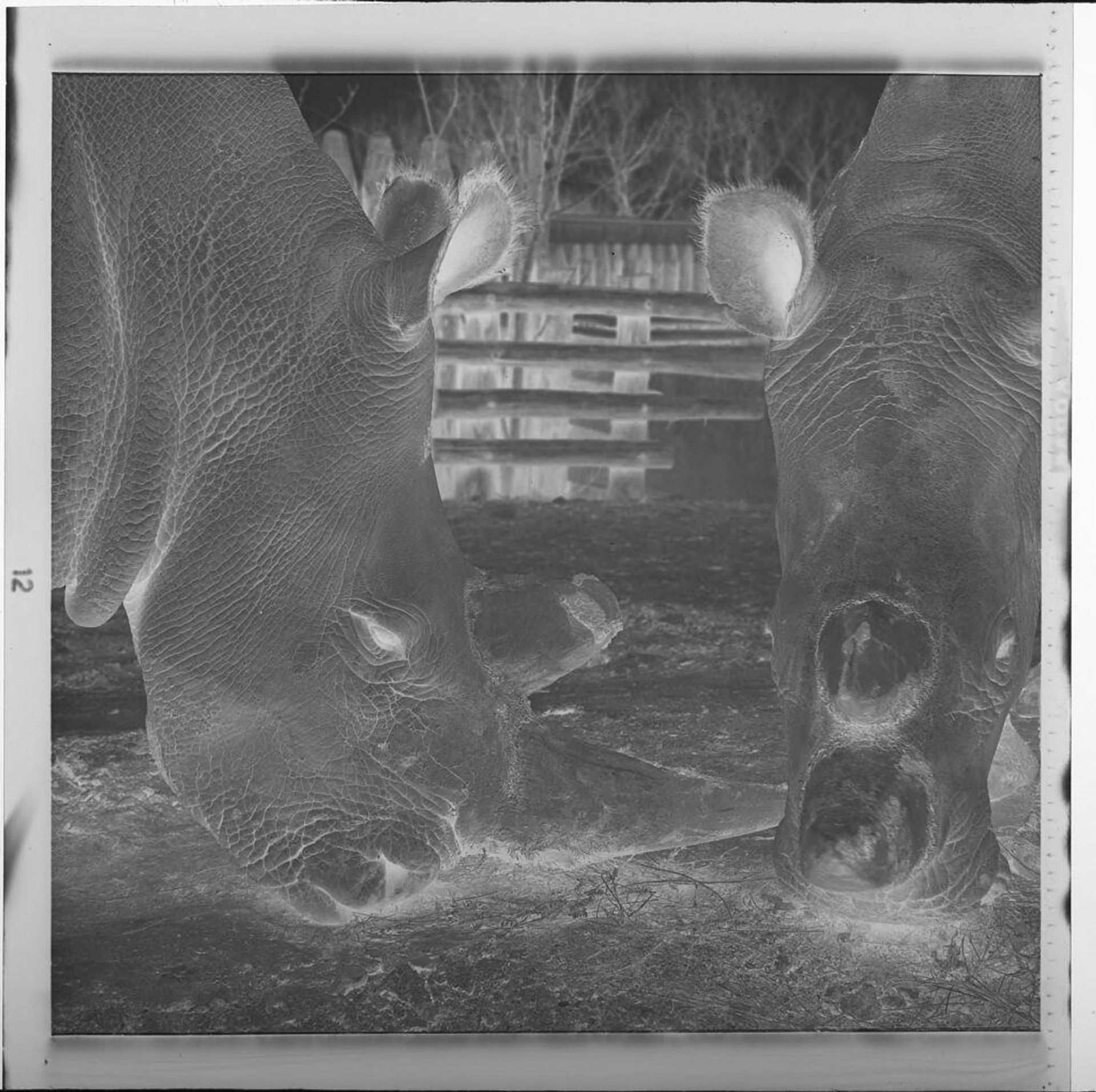 Untitled (rhinoceros in zoo) by Jack Gould