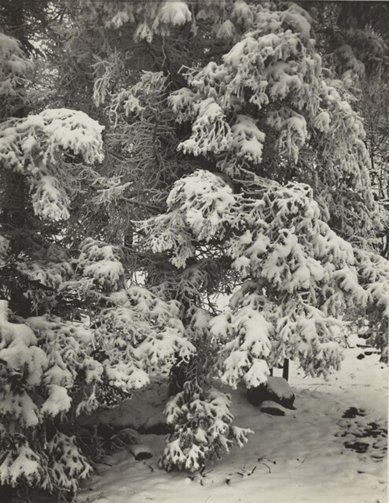 Untitled--Snow-Covered Tree by August Sander