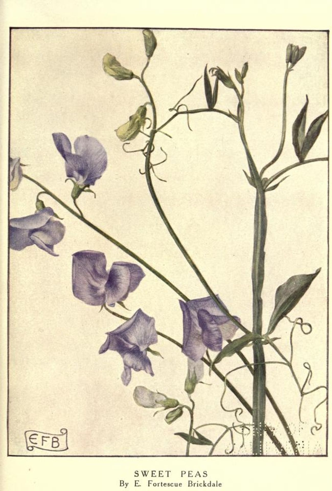 Sweet Peas by Eleanor Fortescue-Brickdale