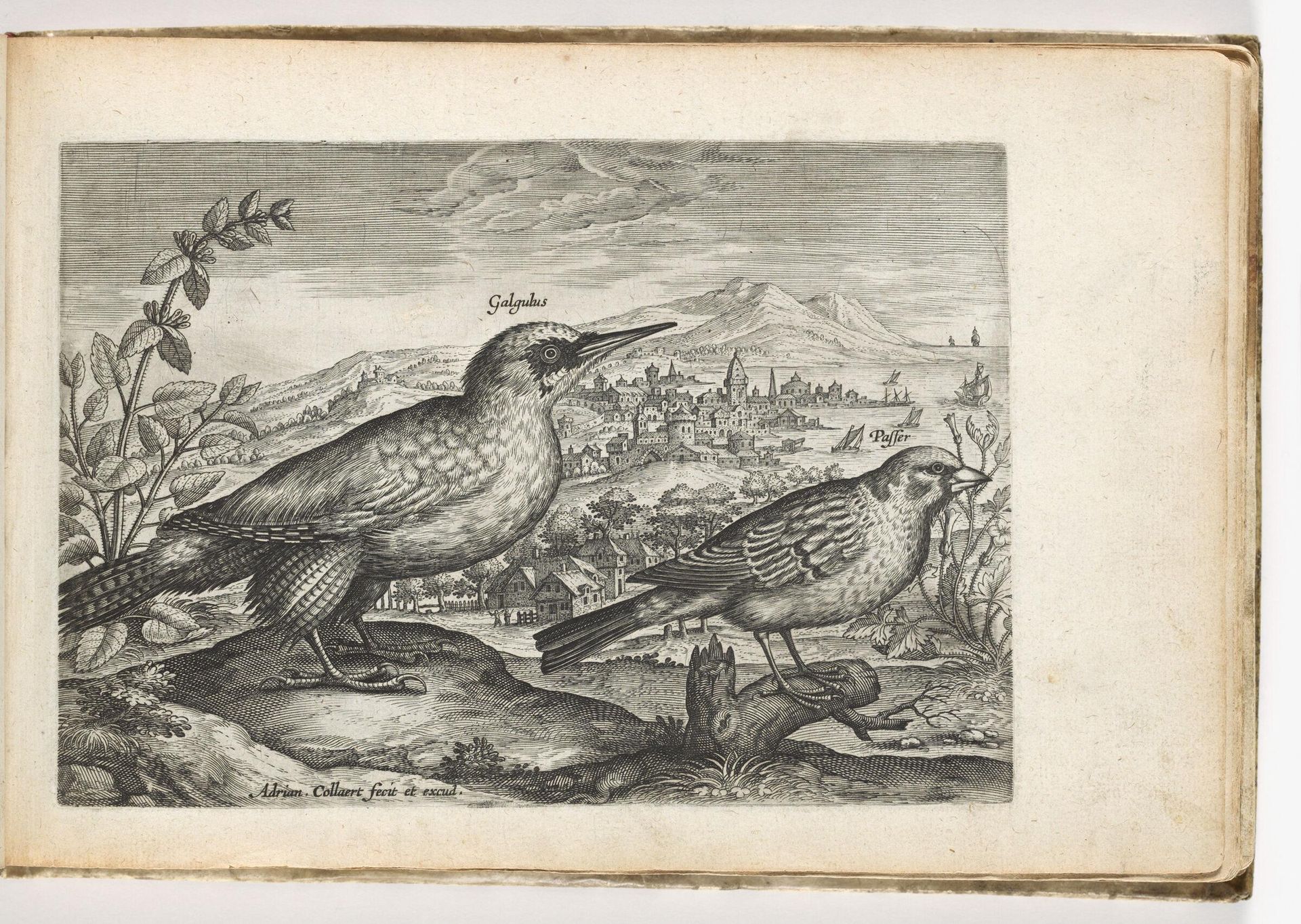 Golden Oriole and Sparrow by Adriaen Collaert