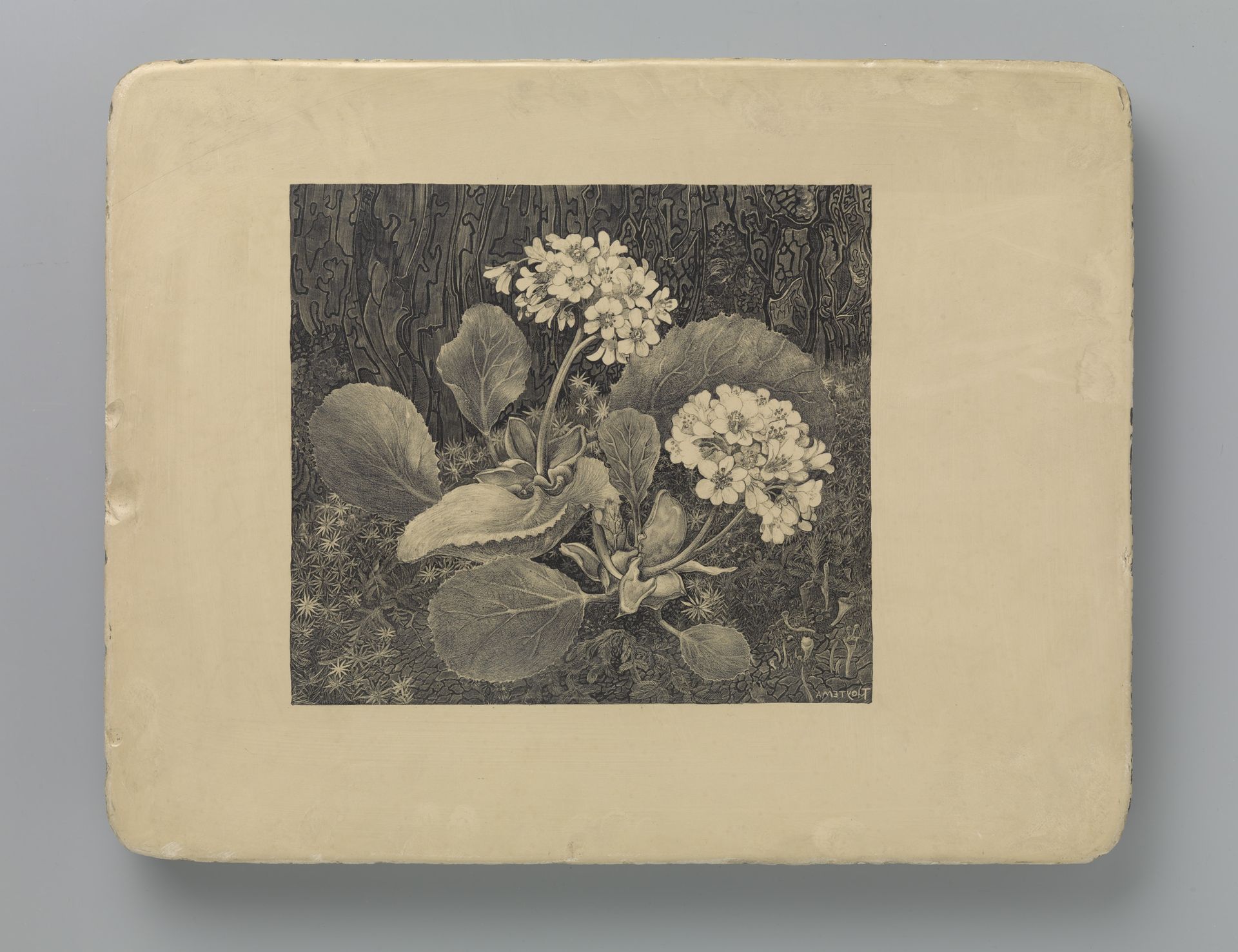 Primula in het mos by Theo van Hoytema