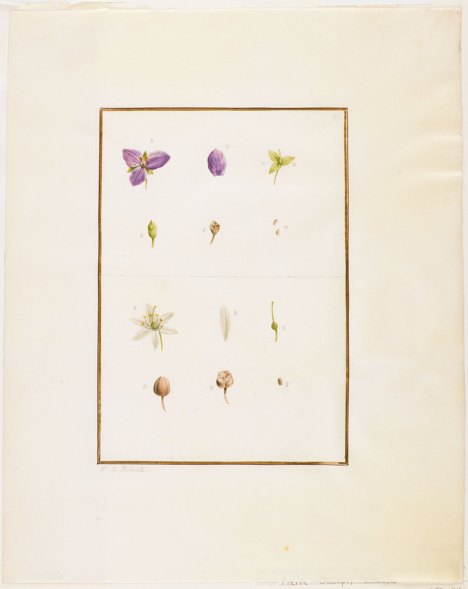 Botanical Dissection- Spidorwort and Senna by Pierre Joseph Redouté