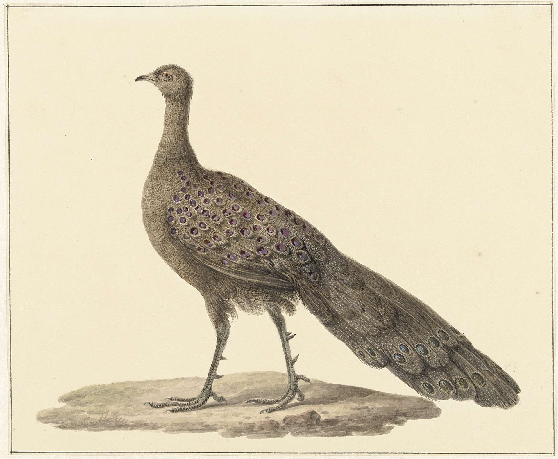 Spiegelpauw by Pieter Pietersz. Barbiers