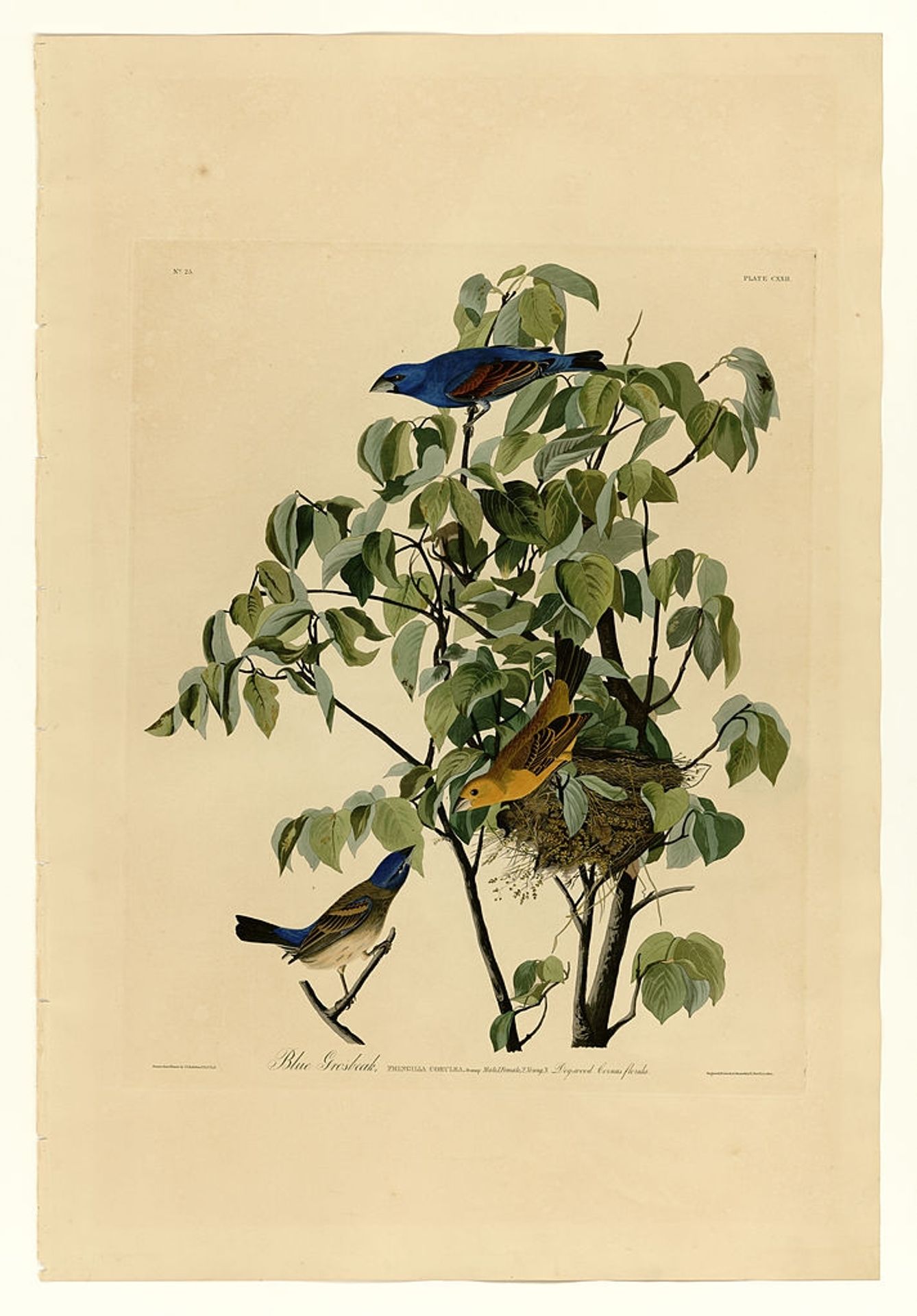Plate 122 Blue Grosbeak by John James Audubon