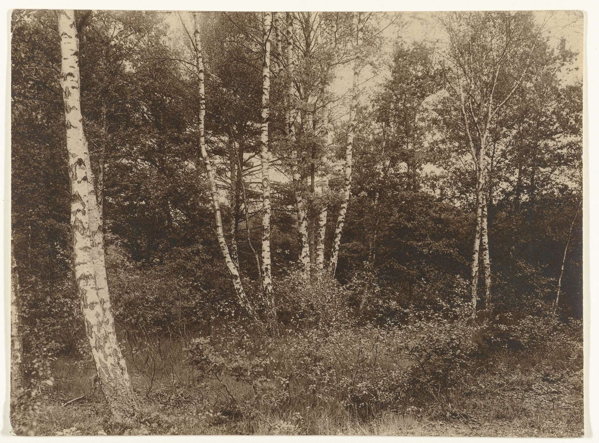 Berken in een dennenbos by Richard Tepe