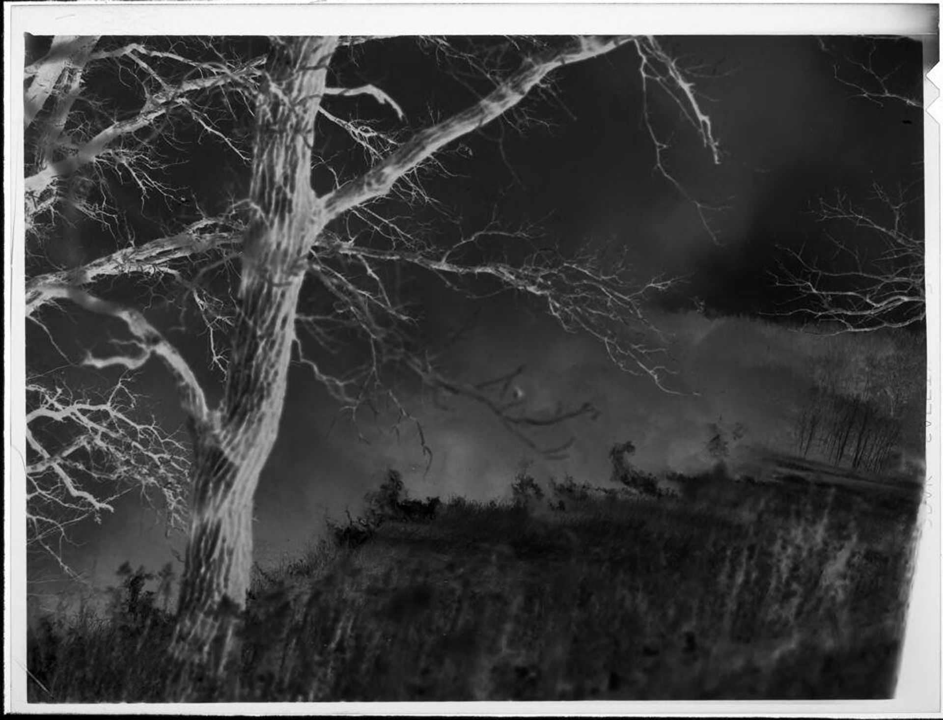 Untitled (fire burning, seen through trees) by Lucian and Mary Brown