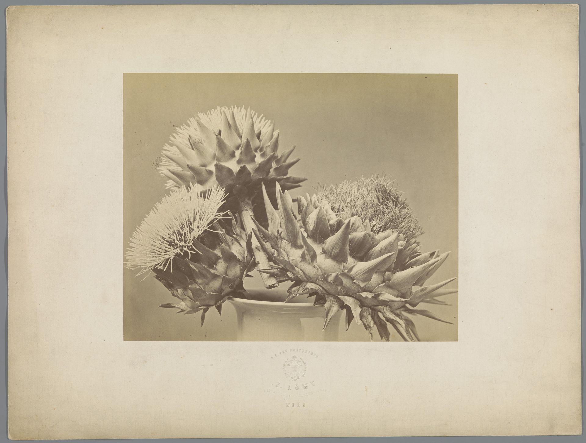 Bloemen van artisjokken by Josef Löwy