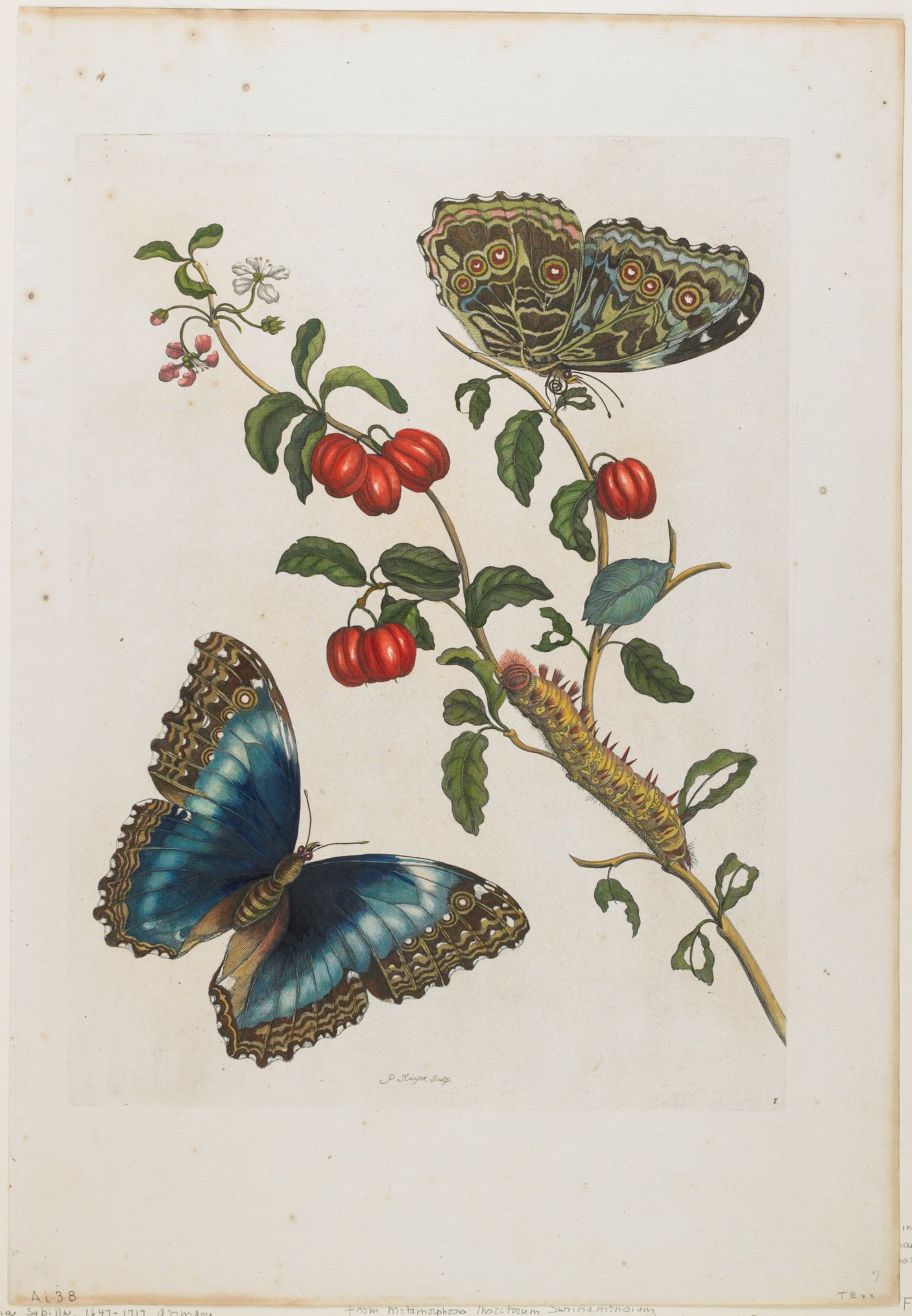 Great Blue Butterflies and Red Fruits by Anonymous