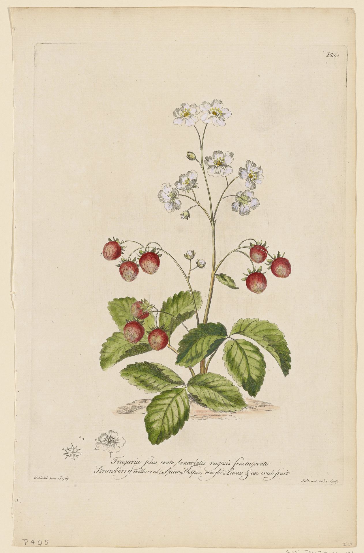 Strawberry with Oval by John Edwards