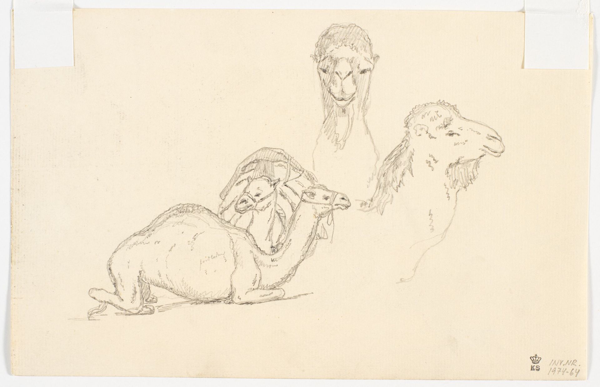 Studier af dromedarer by Martinus Rørbye