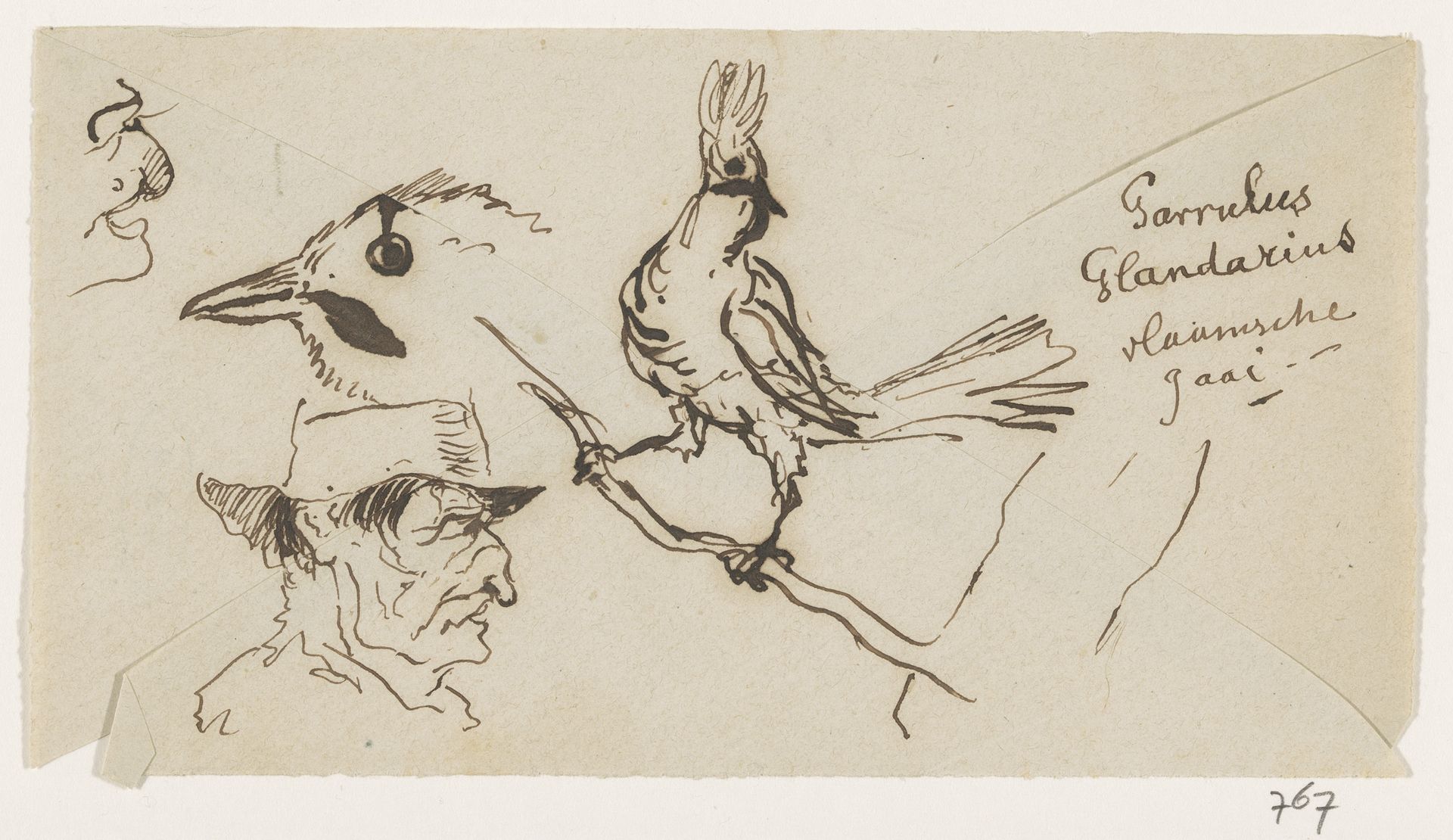 Vlaamse gaai, en twee koppen by Johannes Tavenraat