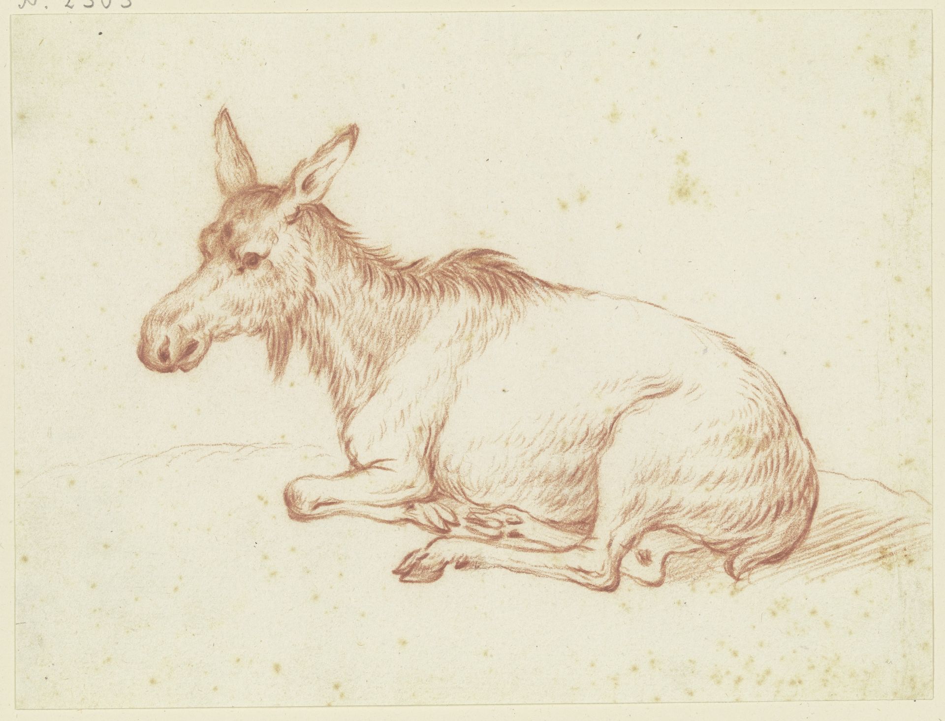 Lying donkey to the left by Friedrich Wilhelm Hirt