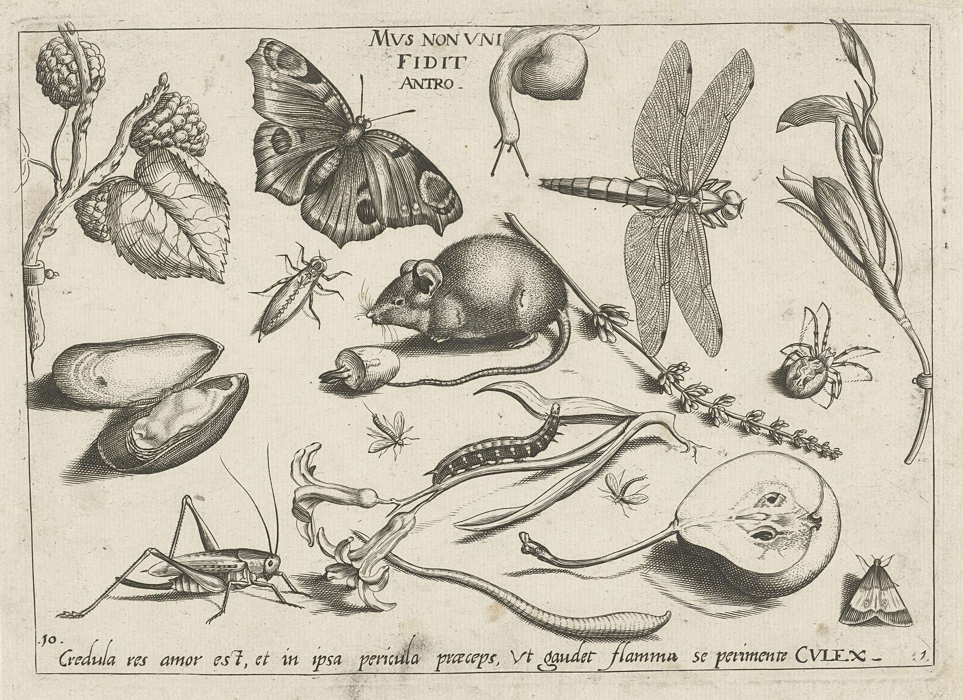 Dieren, planten en vruchten rond een muis by Jacob Hoefnagel