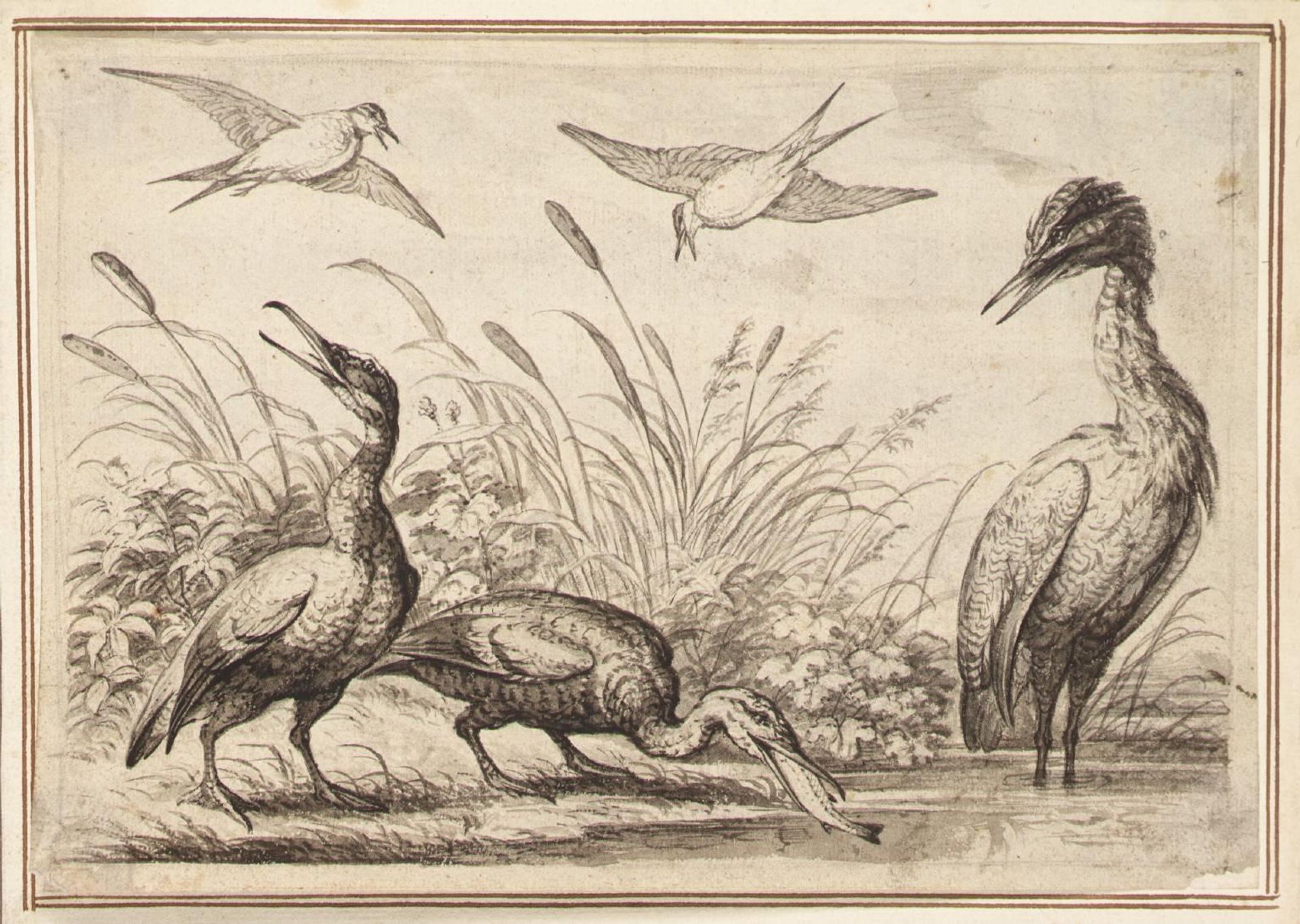 Grebe and Gannets by Francis Barlow