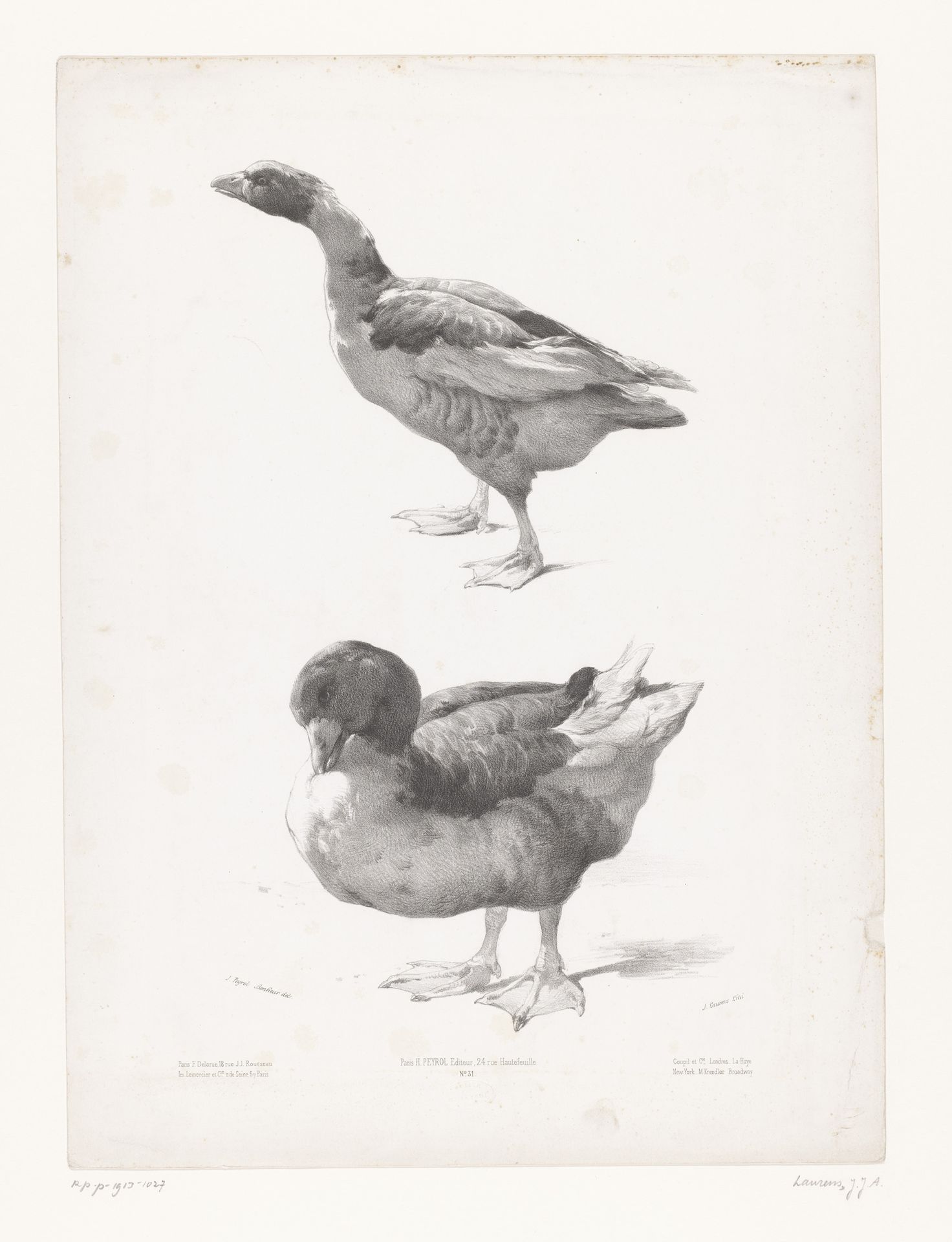 Studie van een gans en een eend by Jules Laurens