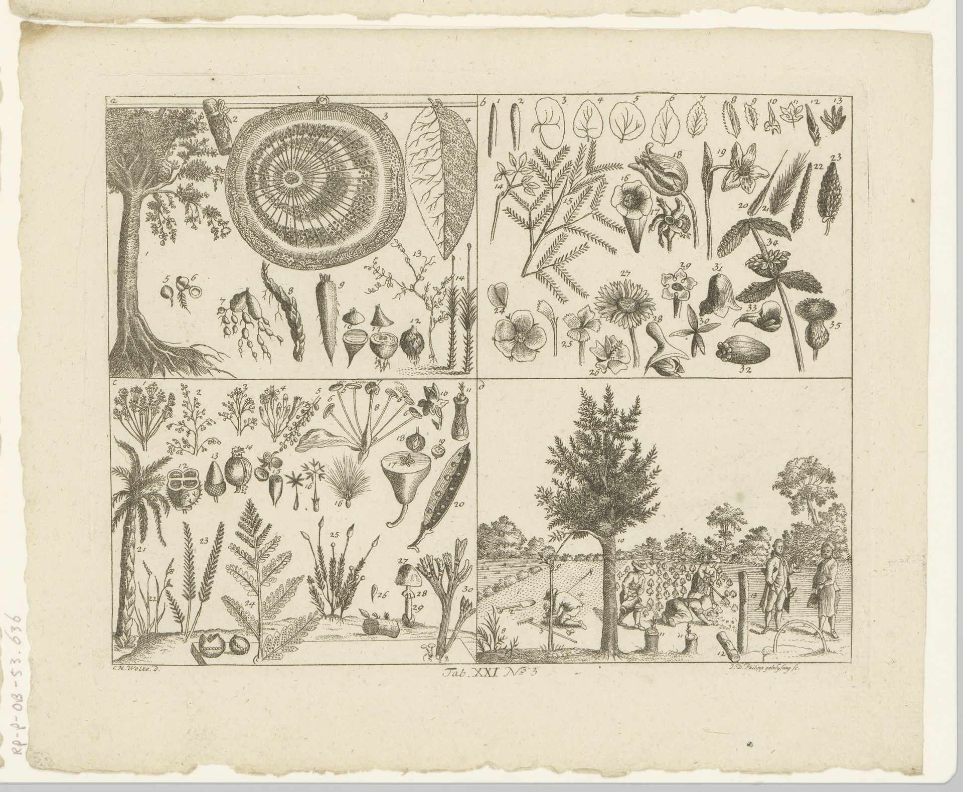 Encyclopedische voorstelling van planten by Johanna Dorothea Sysang