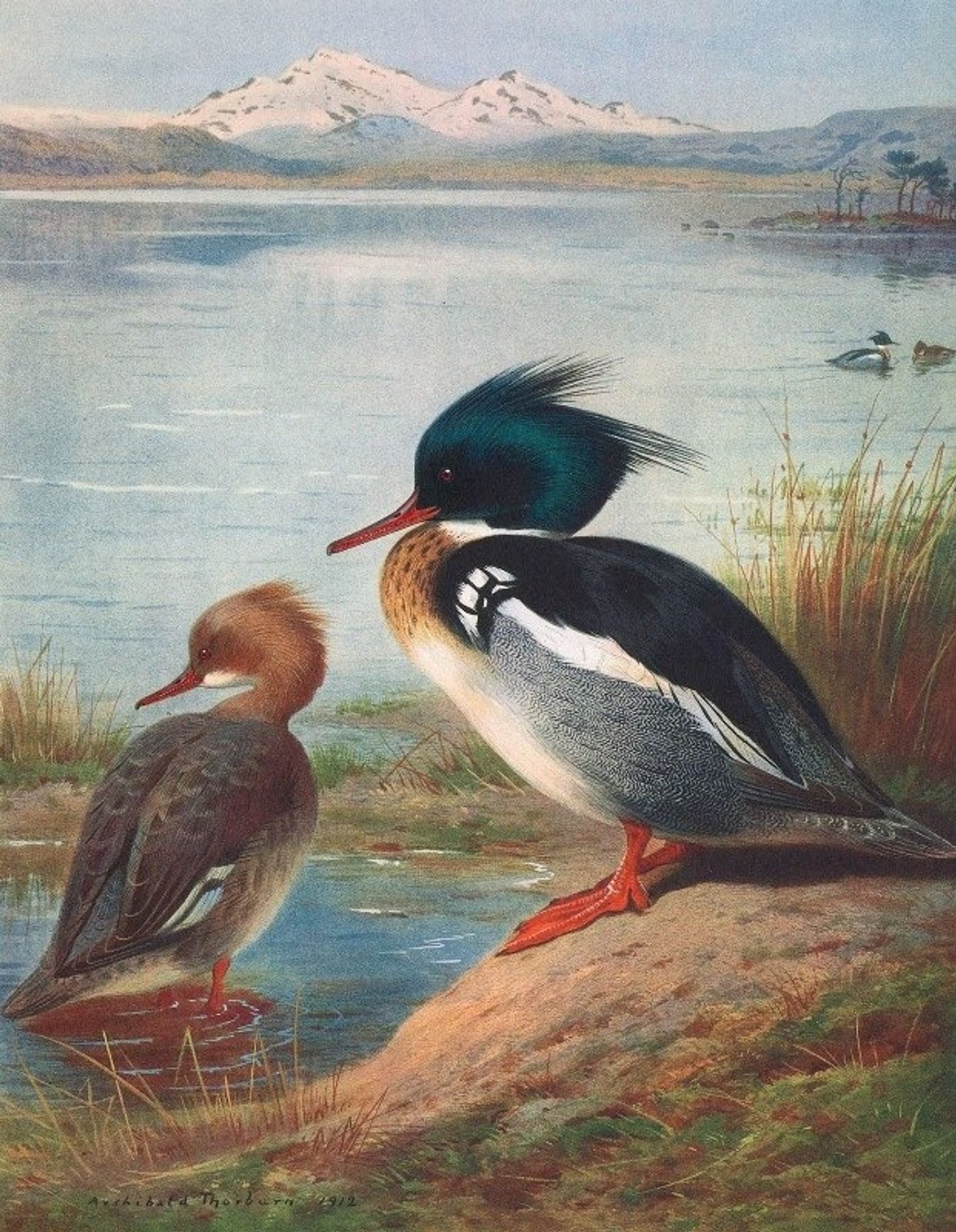 Red-Breasted Merganser by Archibald Thorburn