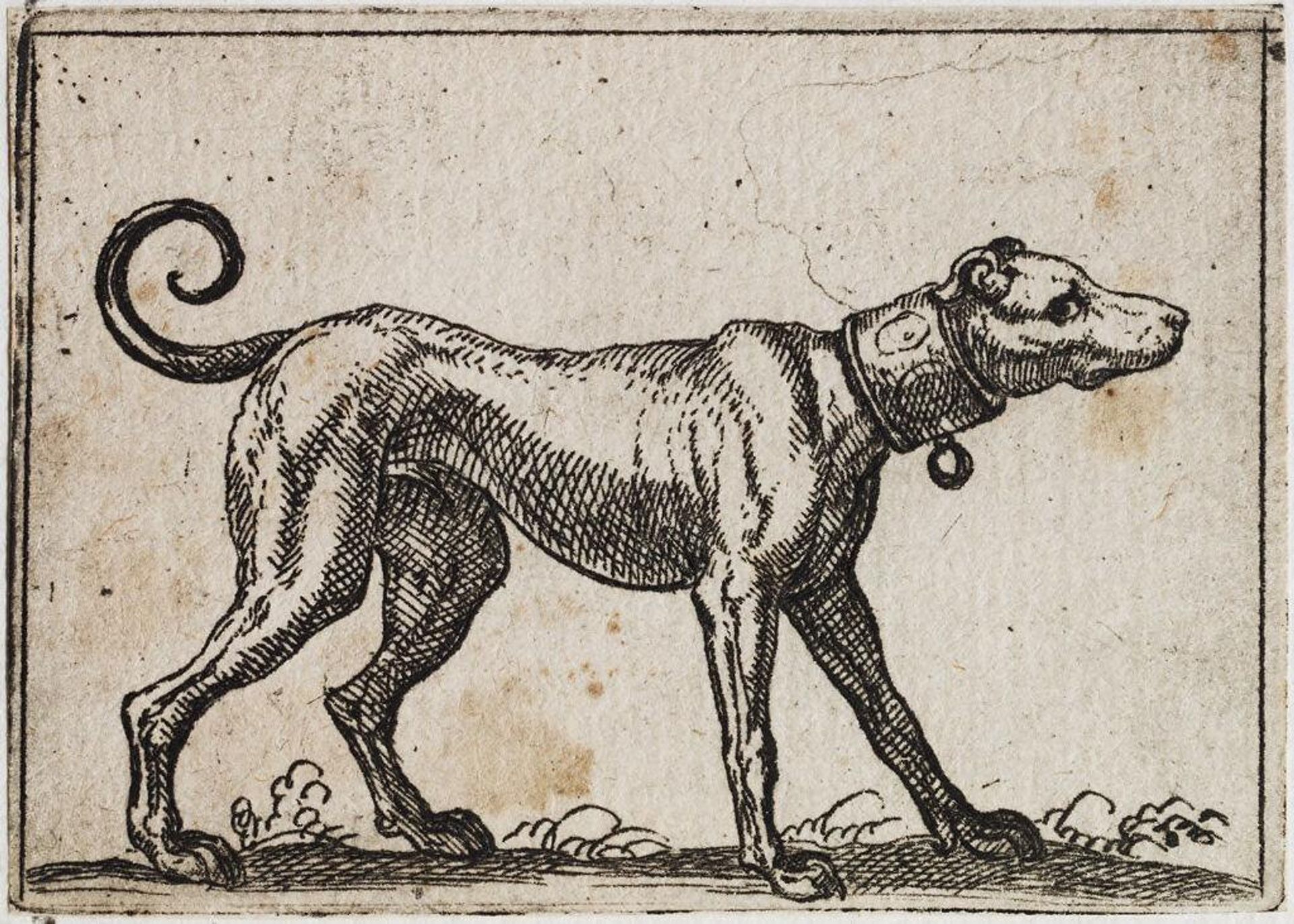 Standing Dog Facing Right by Antonio Tempesta