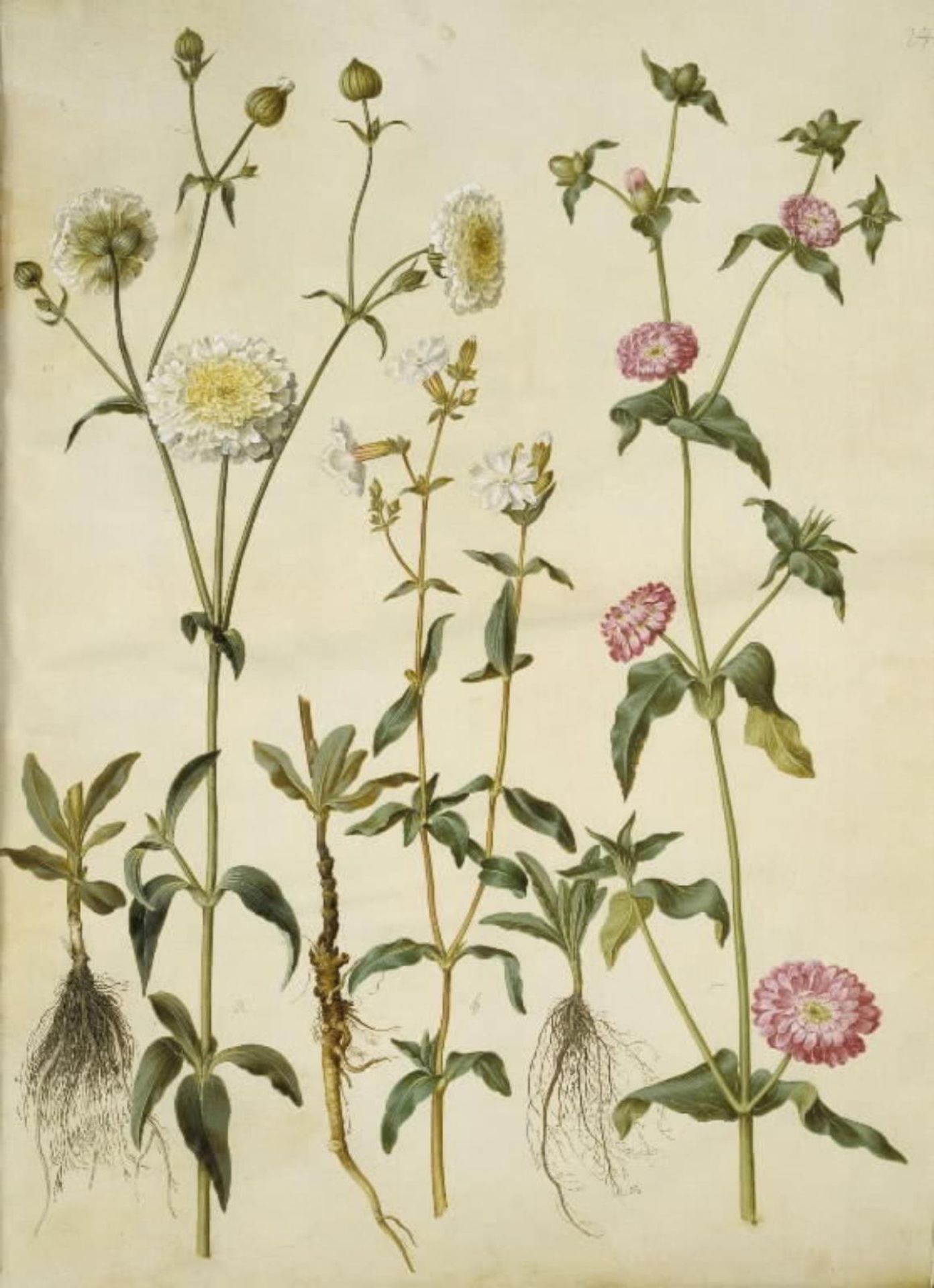 Silene latifolia (aften-pragtstjerne); Silene dioica (dag-pragtstjerne) by Hans Simon Holtzbecker