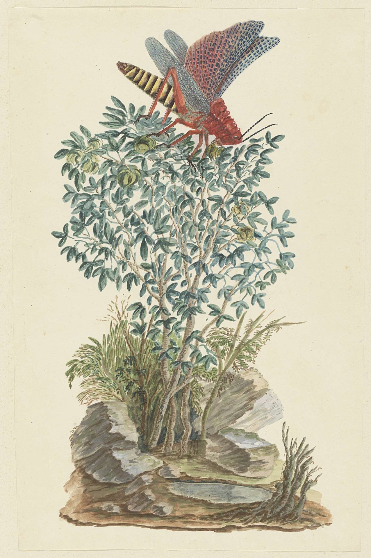 Dictyophorus spumans (Koppie foam grasshopper) perhched on a Zygophyllum sp. (Caper bean) by Robert Jacob Gordon