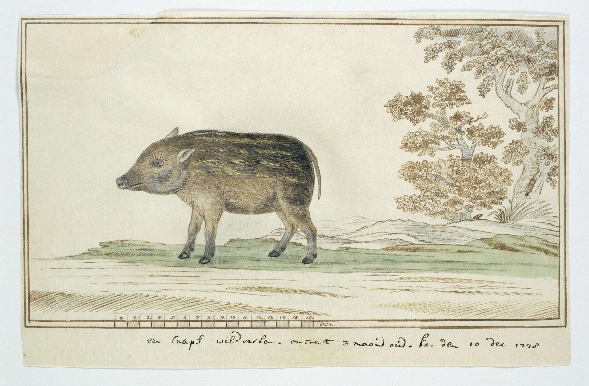 Phacochoerus aethiopicus aethiopicus (Cape warthog) by Robert Jacob Gordon