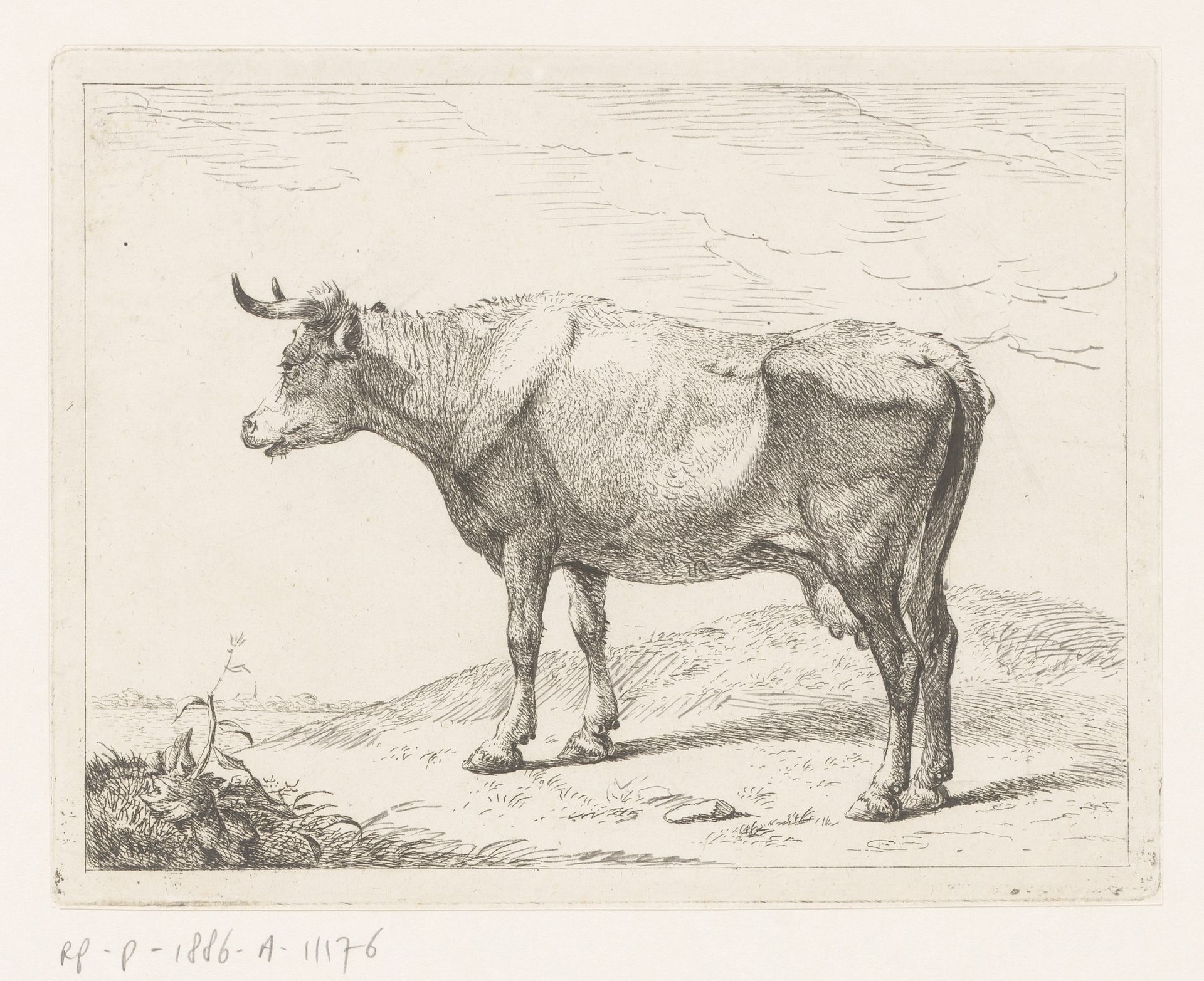 Koe by Hendrik Willem Schweickhardt
