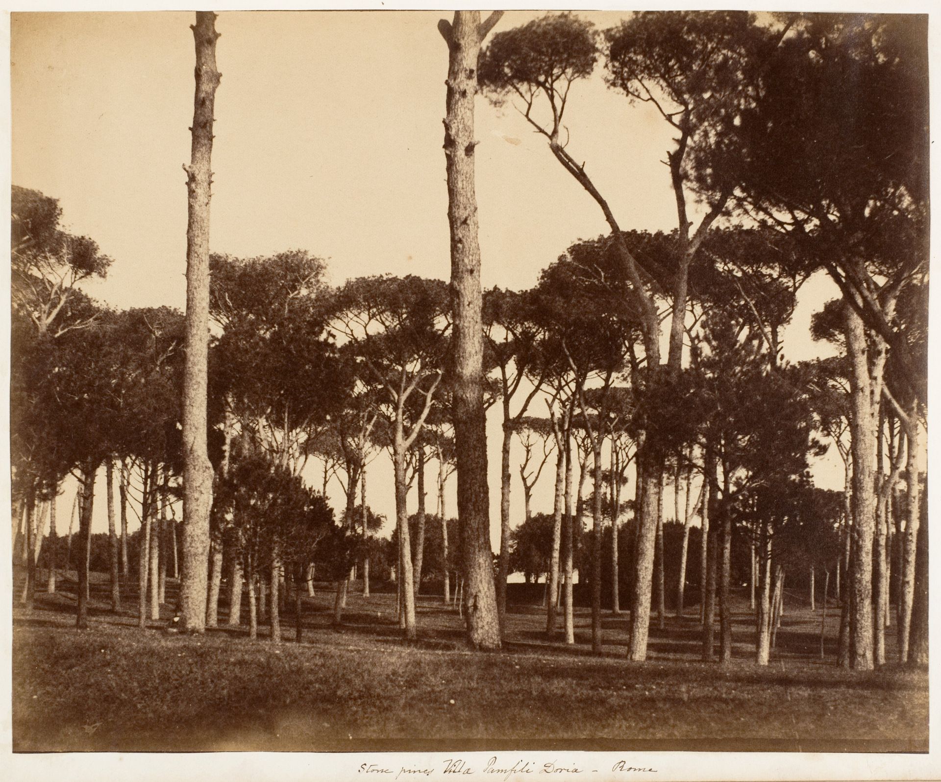 Stone Pines, Villa Pamfili Doria, Rome by Jane Martha St. John