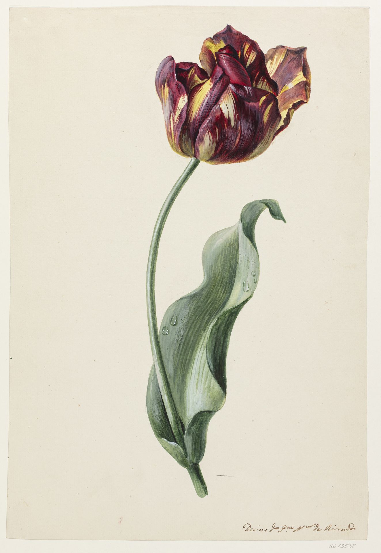 En tulipan med flammede kronblade by Domenico Riccardi