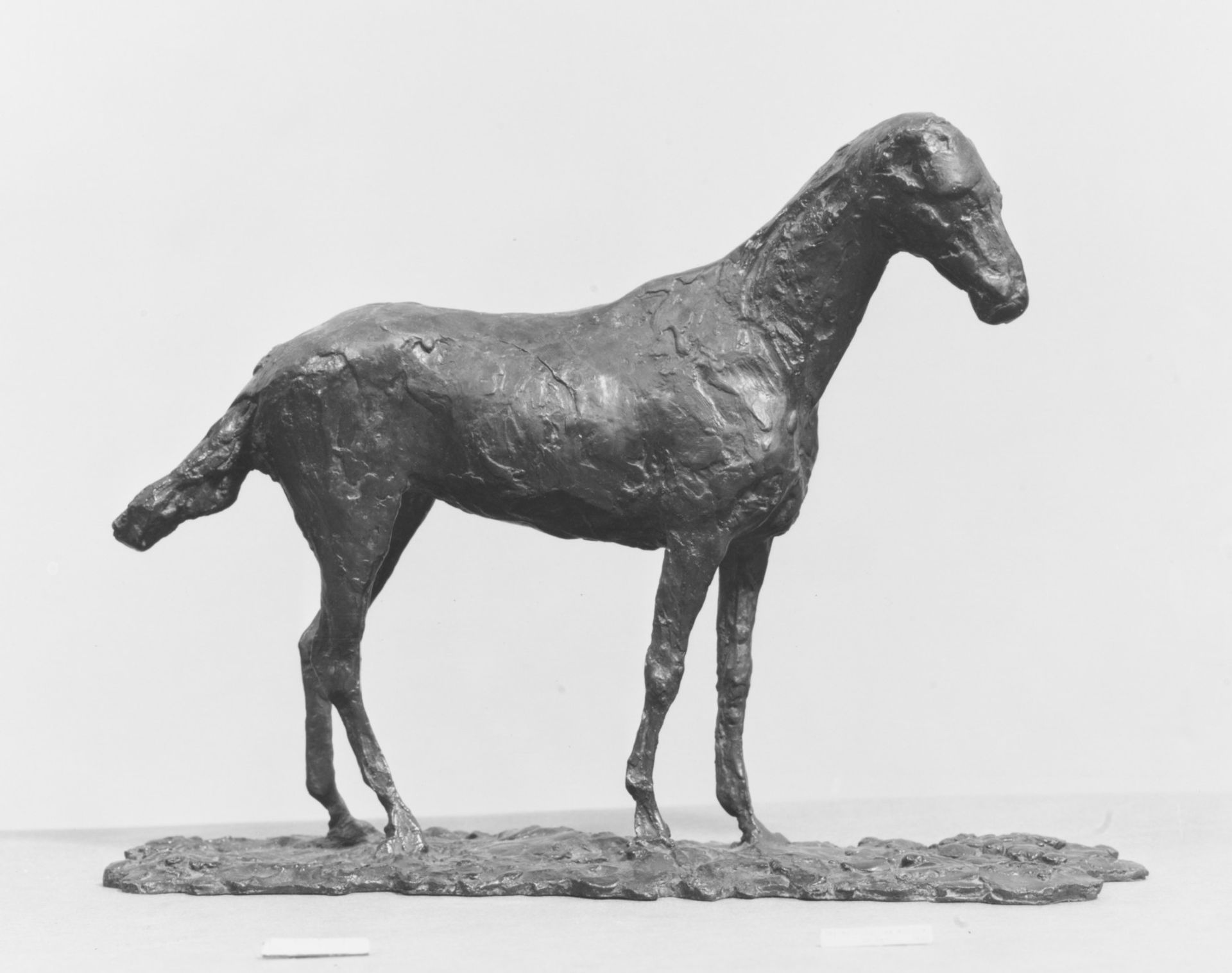 Study of a Mustang by Edgar Degas