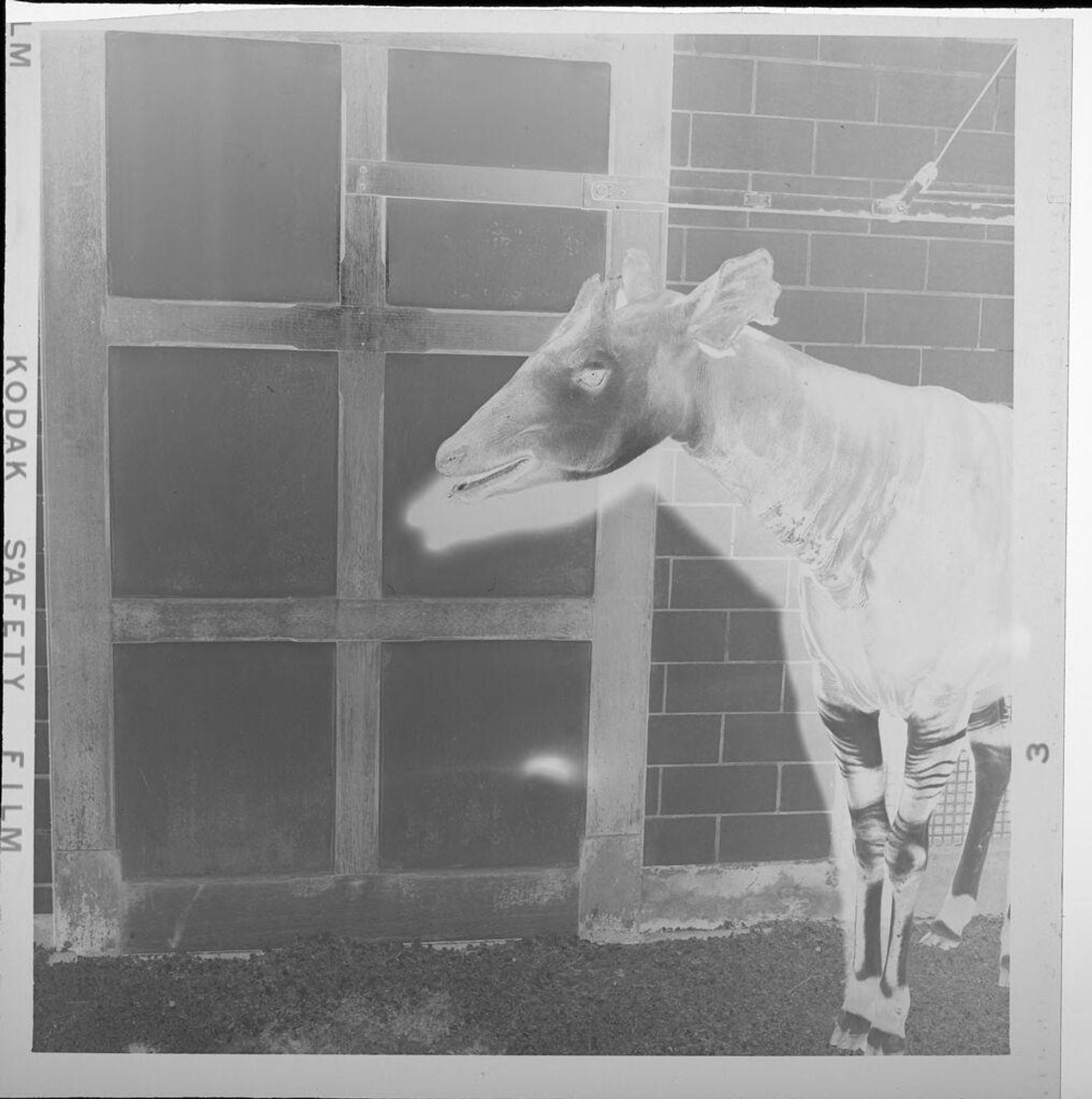 Untitled (animal in pen, side of head) by Jack Gould