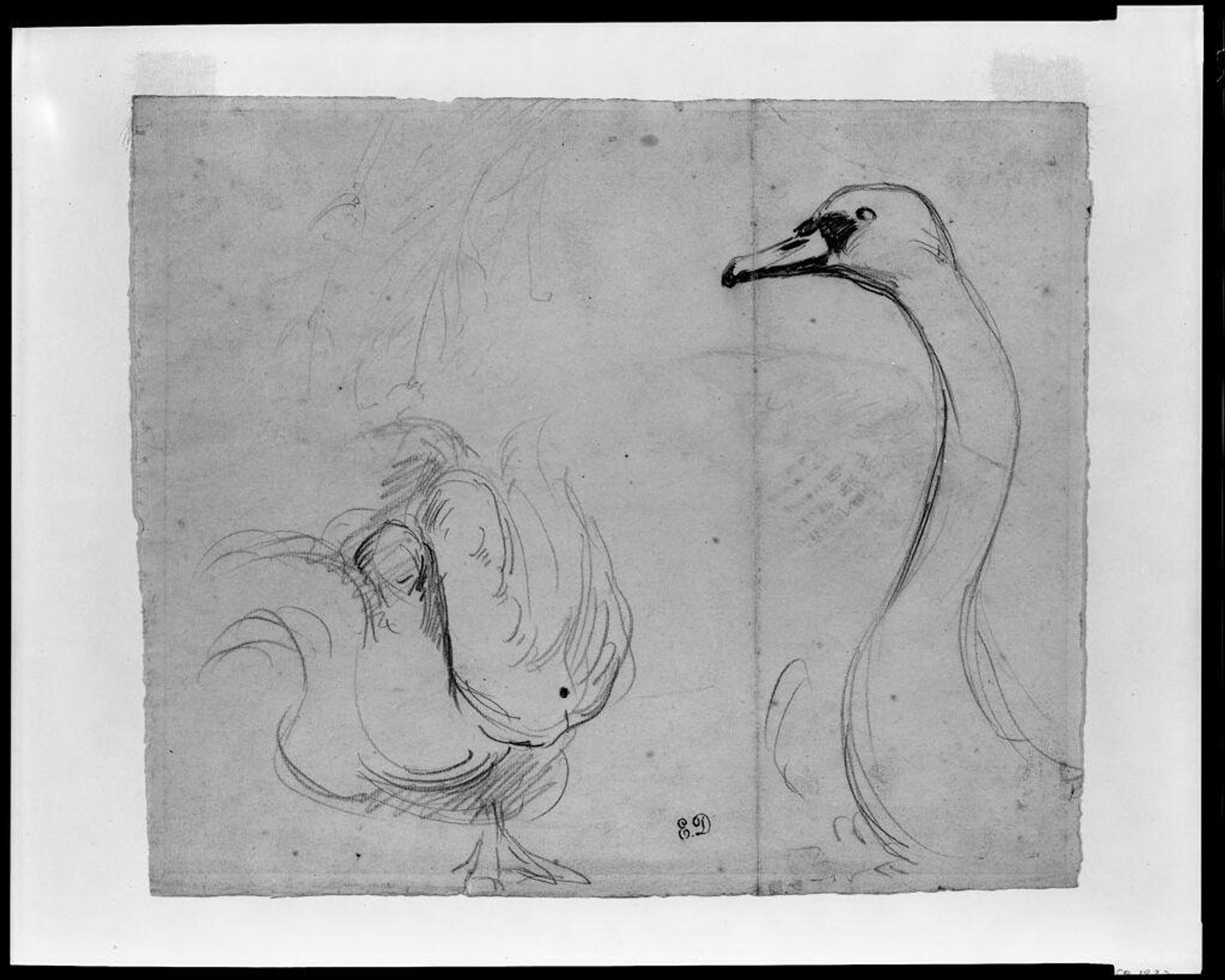 Studies of a Swan, Verso: Study of a Wing by Eugène Delacroix
