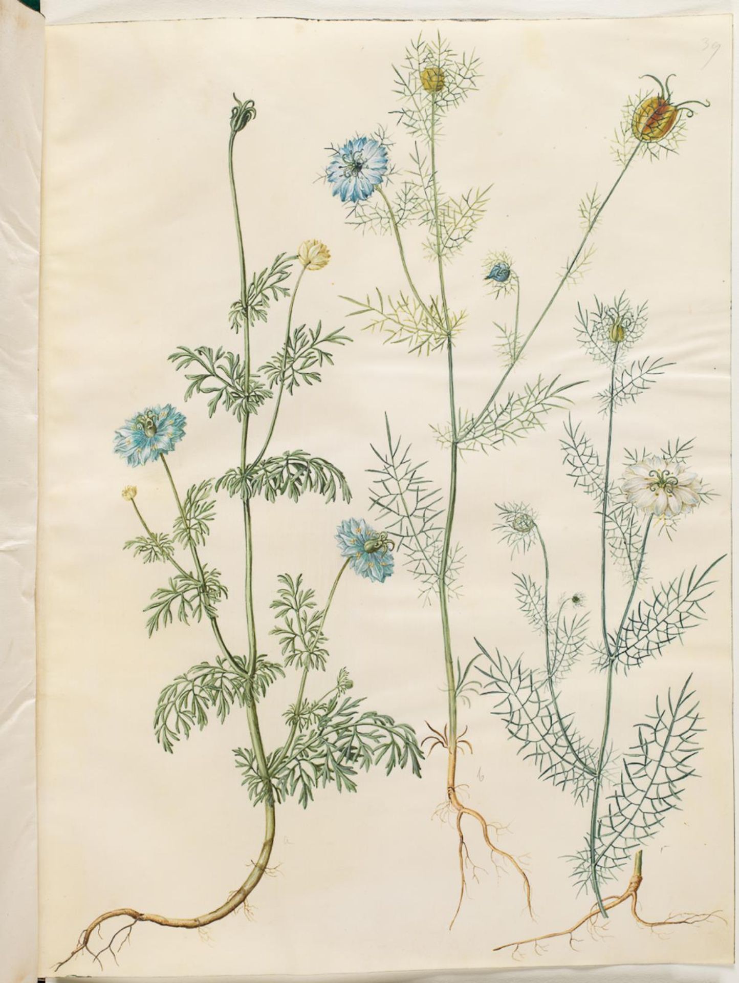 Nigella sativa (sortkommen); Nigella damascena (jomfru i det grønne) by Hans Simon Holtzbecker
